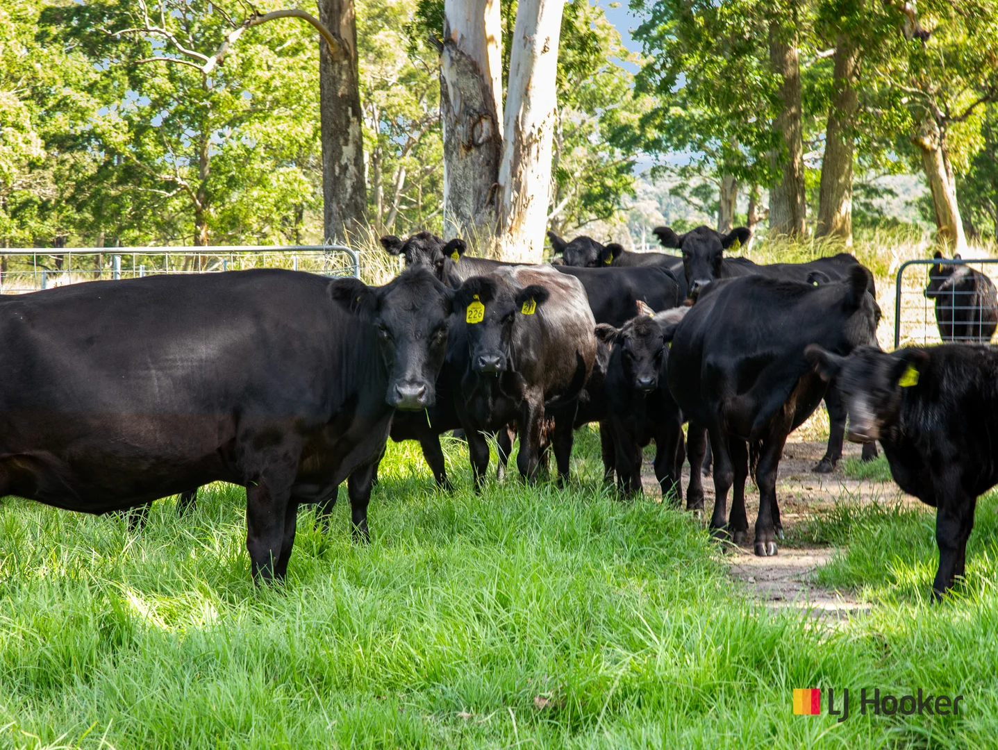 Additional image 22 of 953 The River Road, Currowan NSW 2536