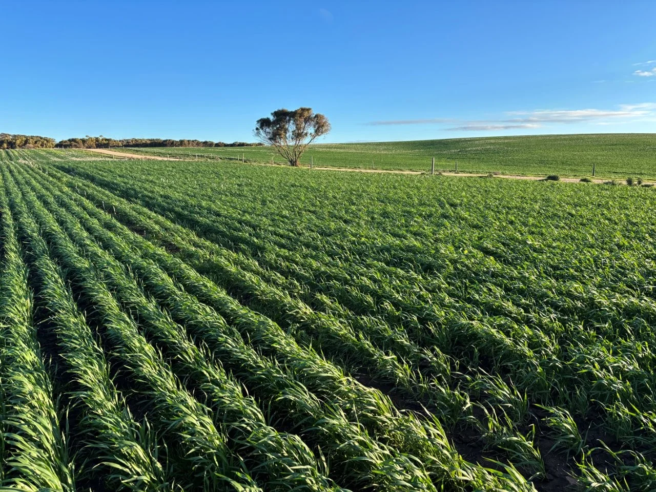 Additional image 29 of Lot 5 McAvaney Lane, Whites Flat SA 5607