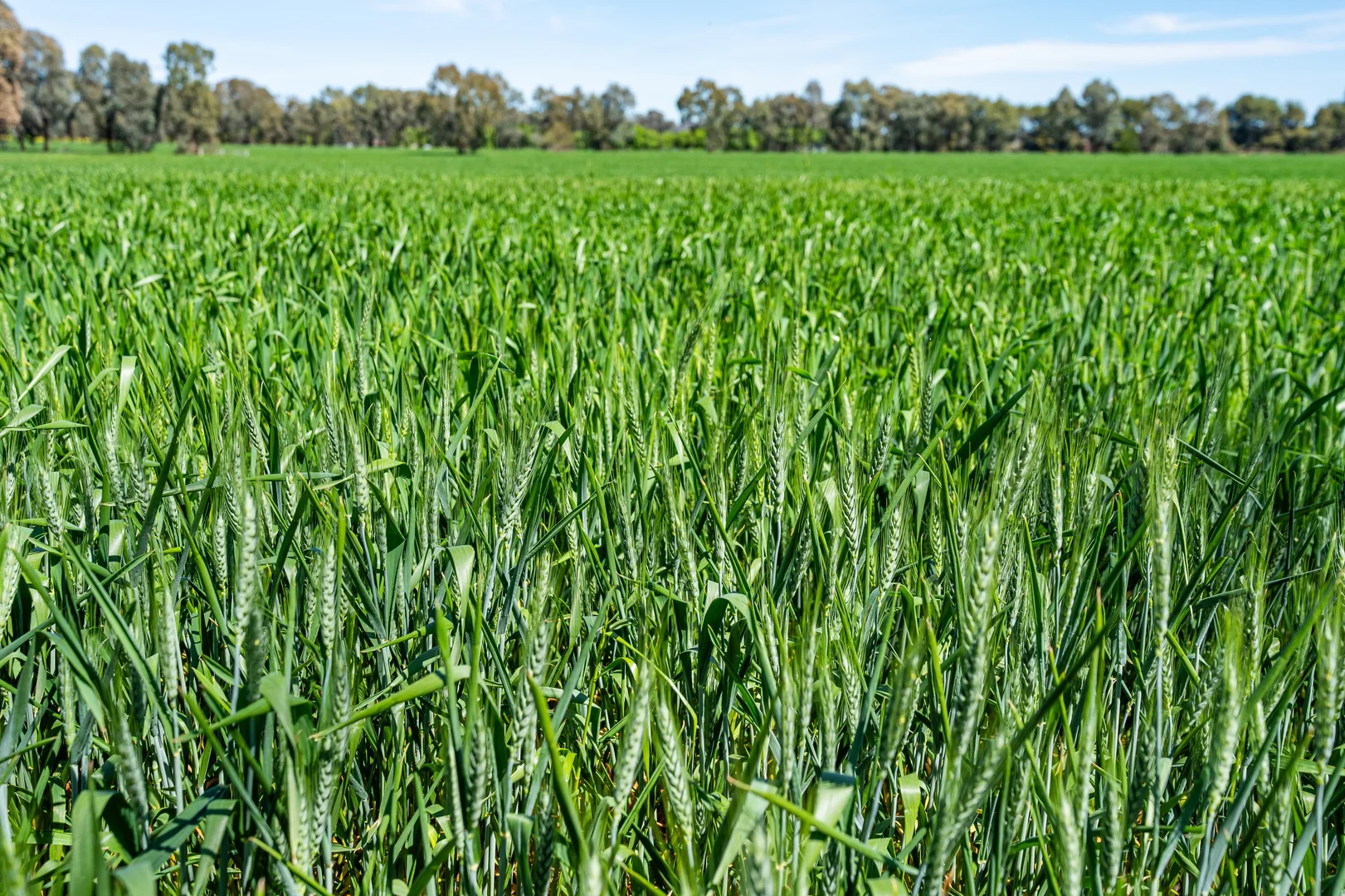 Additional image 36 of 106 Cornishtown Road, Rutherglen VIC 3685