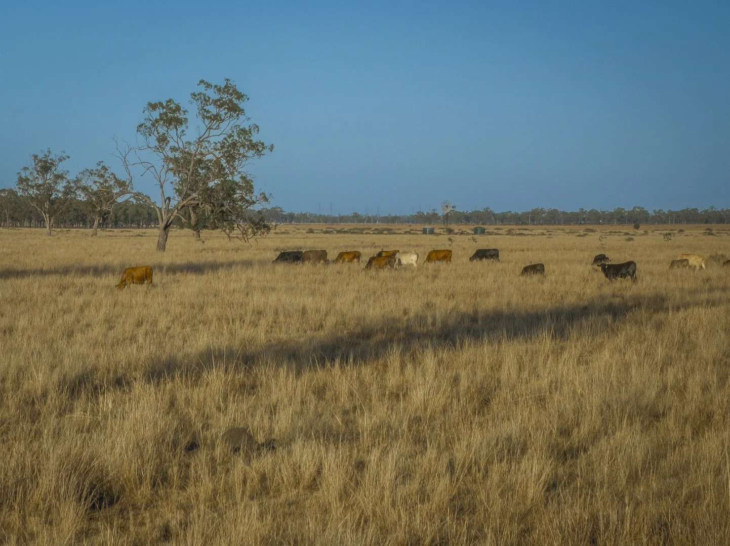 Additional image 17 of Darling Downs, Cooranga QLD 4408