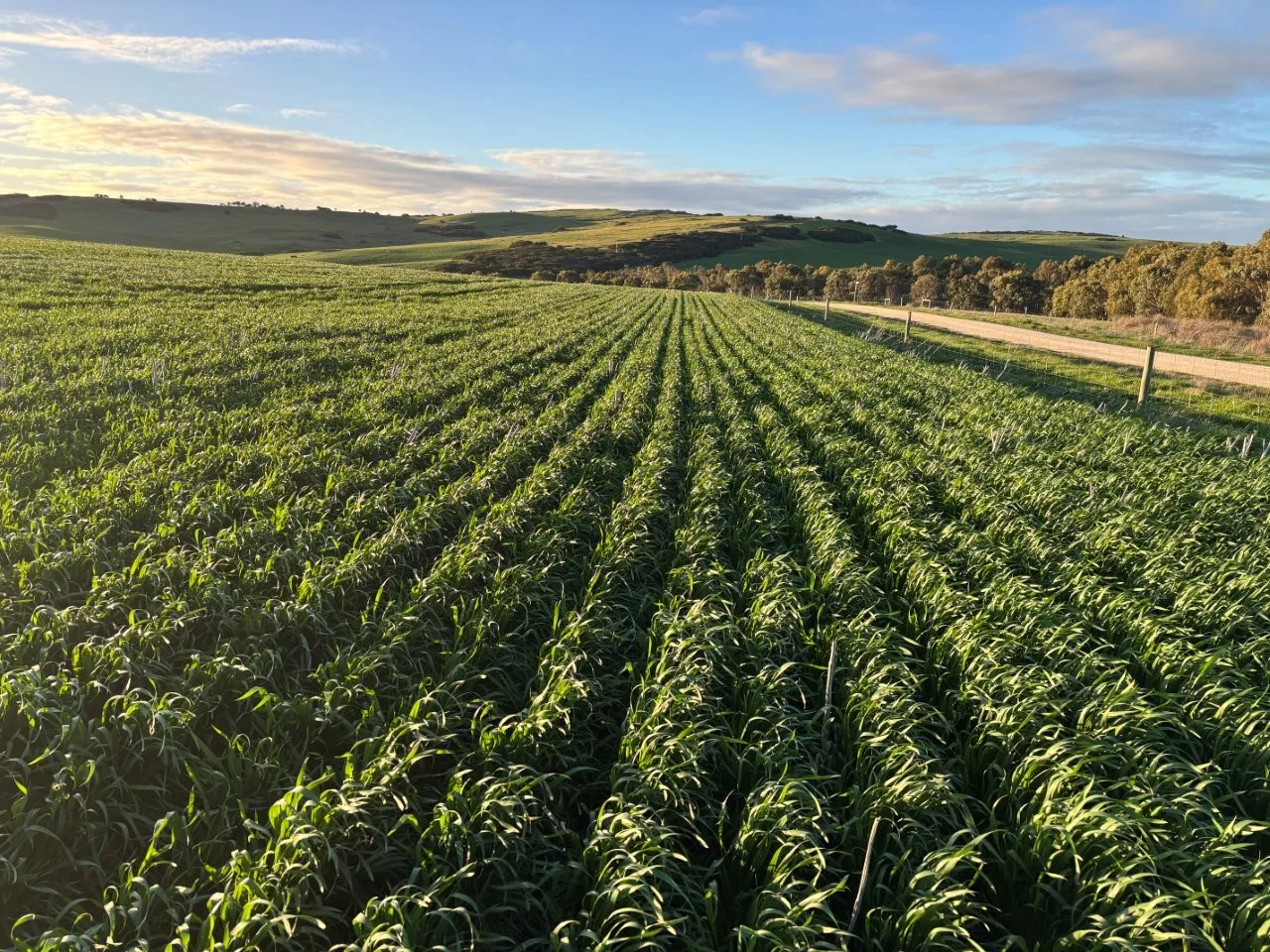 Additional image 31 of Lot 5 McAvaney Lane, Whites Flat SA 5607