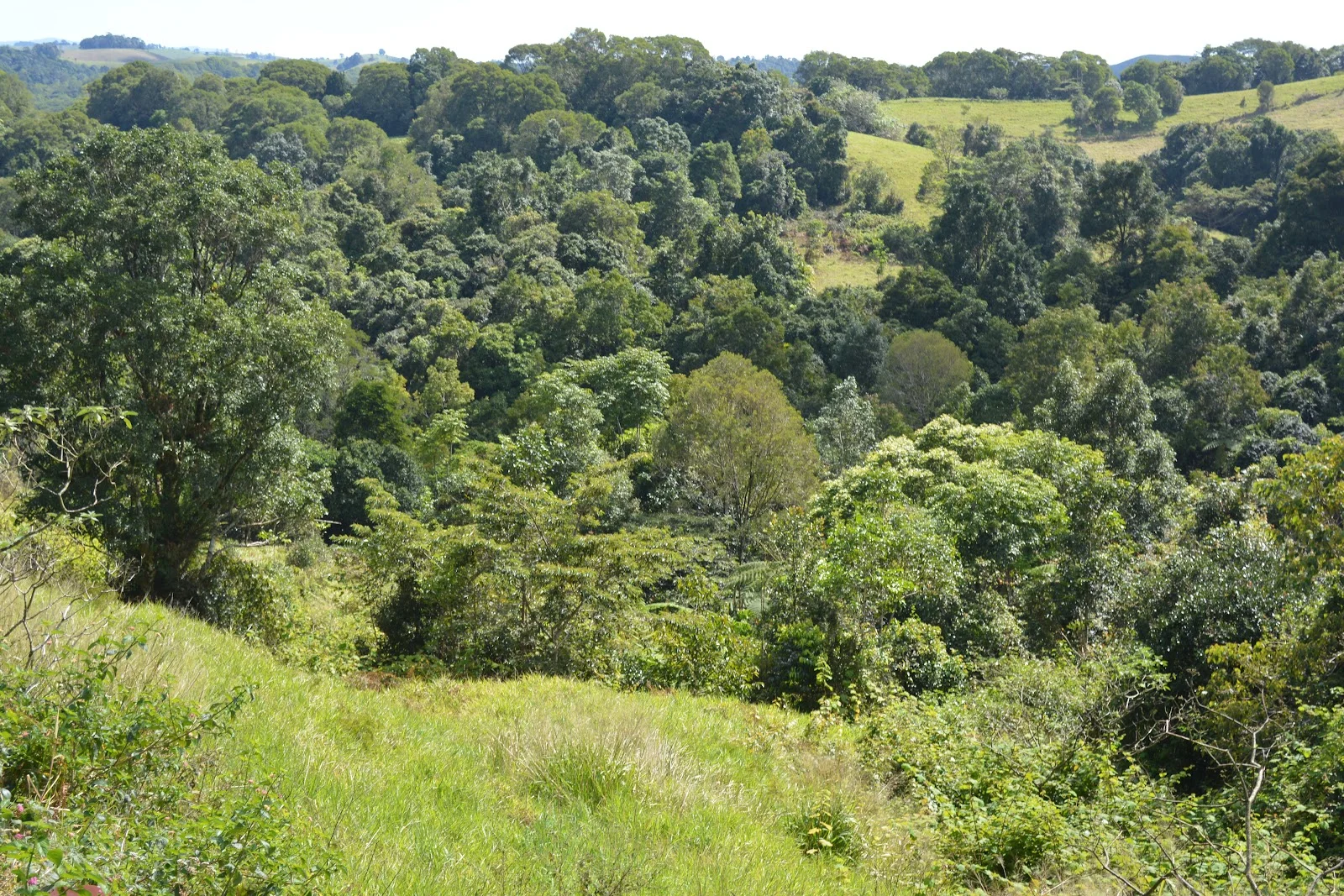 Additional image 15 of 581 Theresa Creek Road, Millaa Millaa QLD 4886