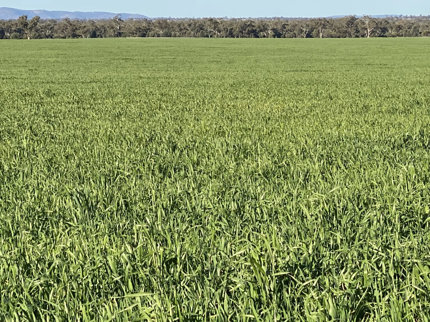 Additional image 16 of 492 Eremeran Road, Condobolin NSW 2877