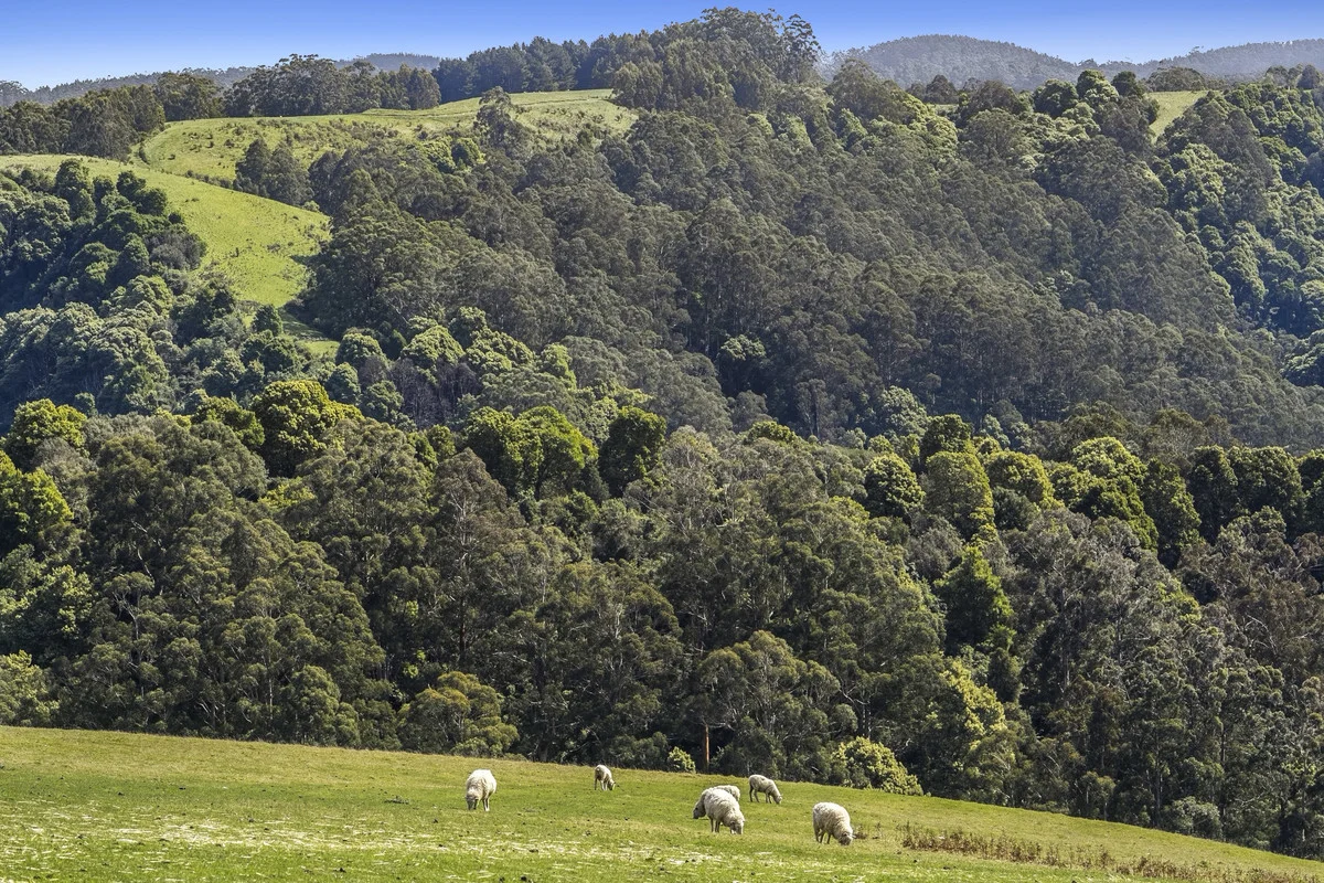 Additional image 14 of 675 Skenes Creek Road, Skenes Creek North VIC 3233