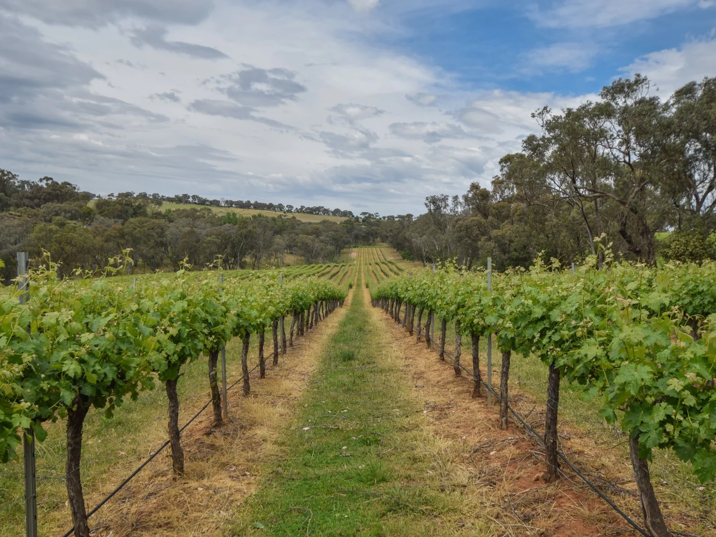 Additional image 7 of 155 Tierneys Road, Young NSW 2594