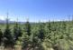 Additional image 7 of Achnaba Forest, Lochgilphead, Argyll and Bute