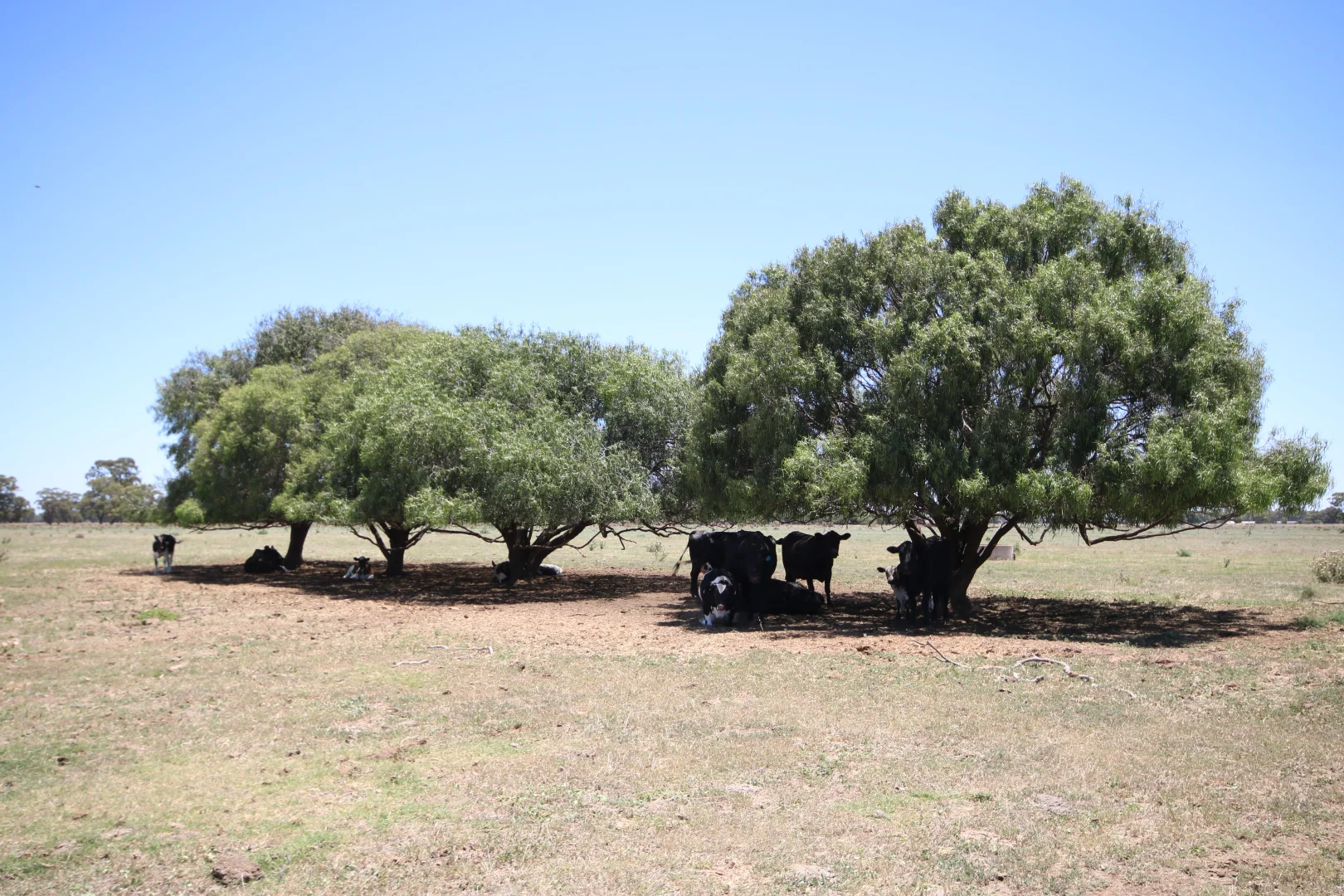 Additional image 25 of 614 Nullabooma Road, Wakool NSW 2710