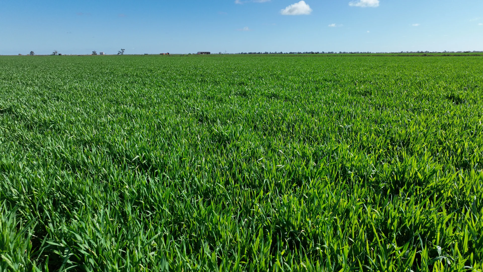 Additional image 22 of "Waringah" Mabins Well Road, Conargo NSW 2710