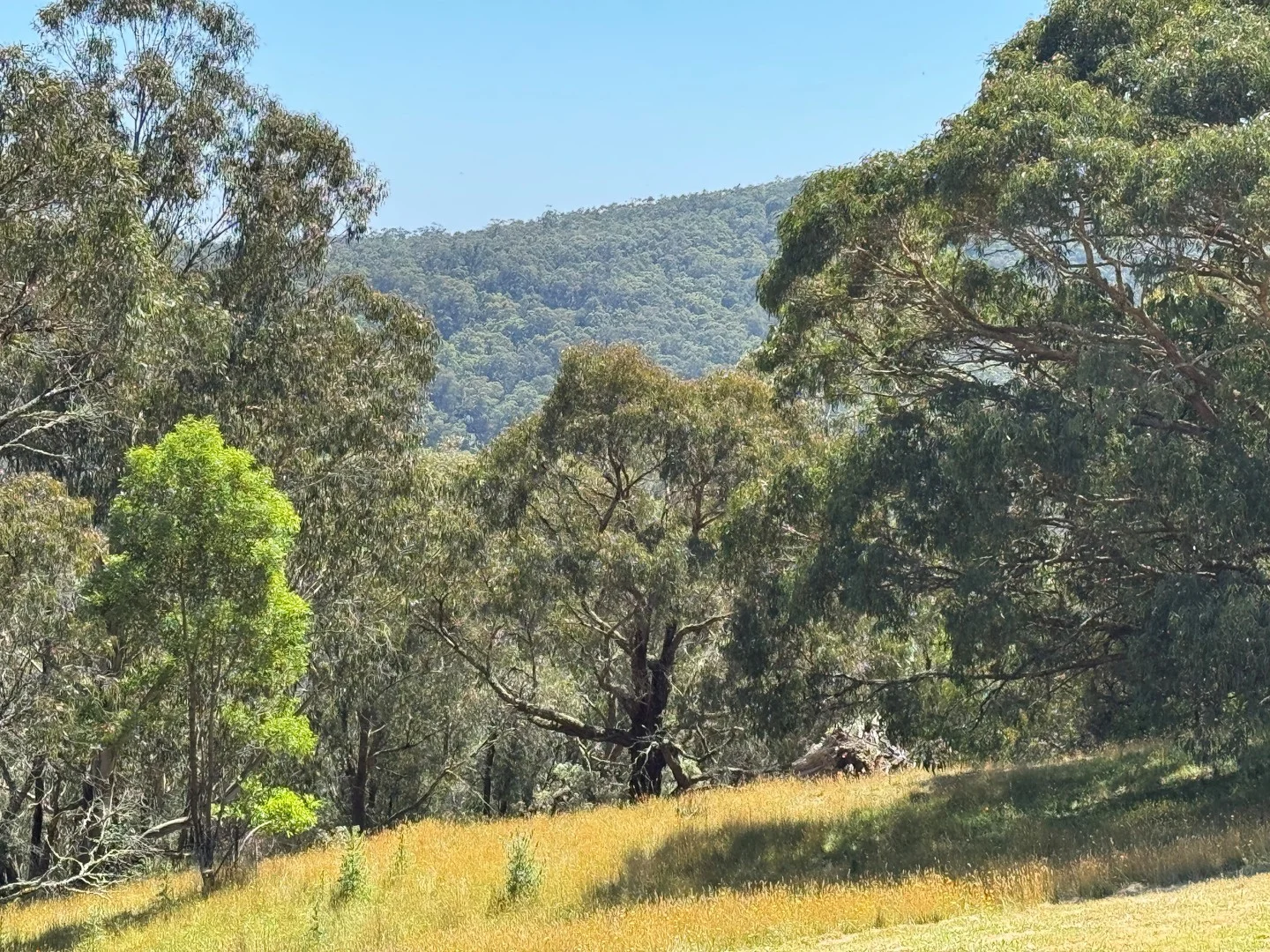 575 Deans Marsh Lorne Road, Deans Marsh VIC 3235