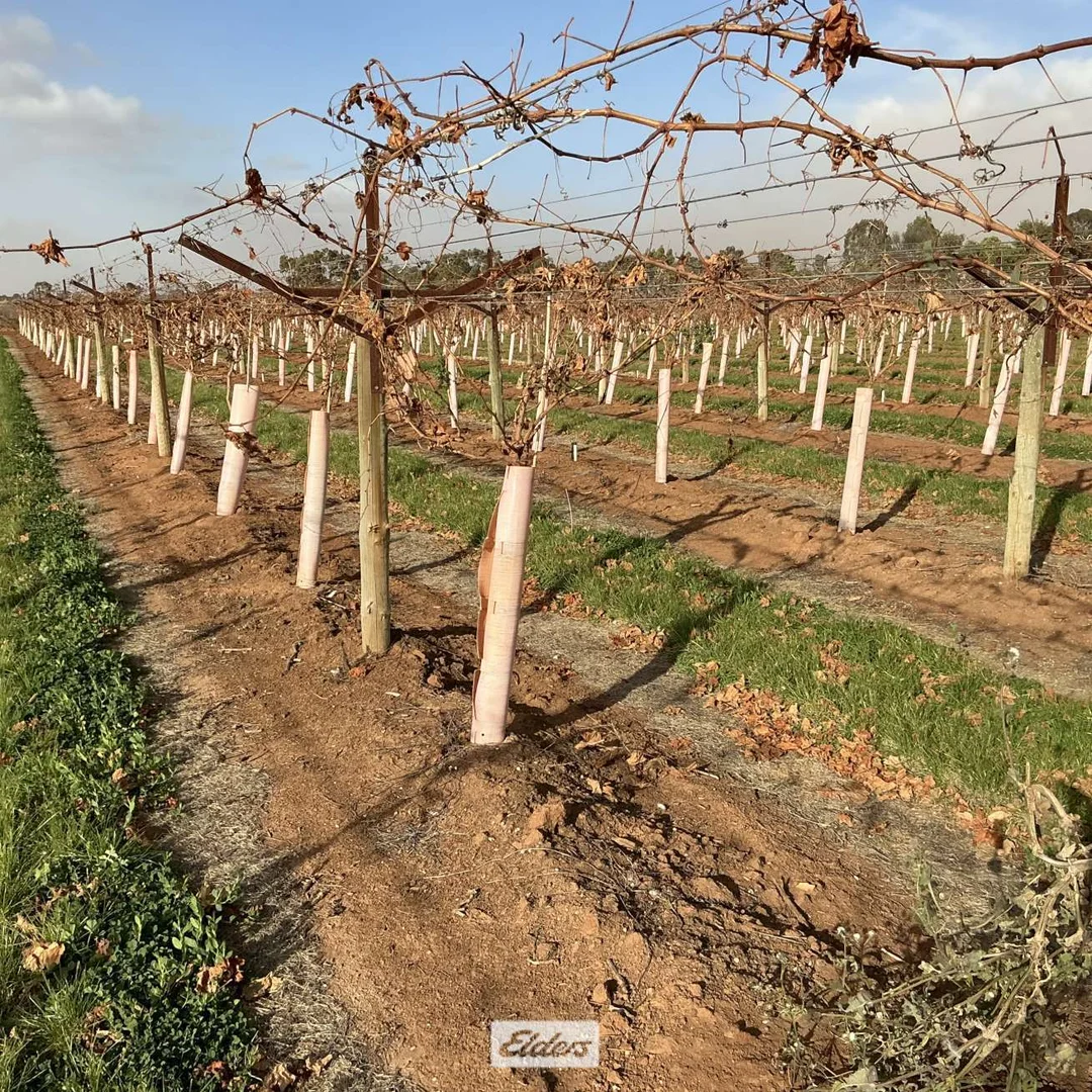 Additional image 5 of 221 & 245 Cowanna Avenue, Merbein South VIC 3505