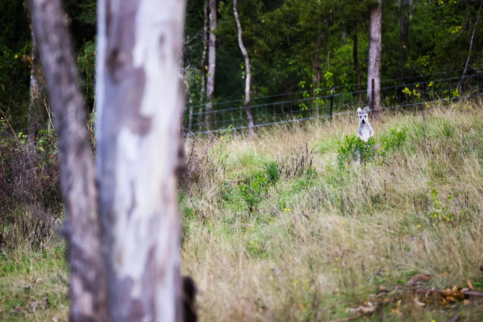 Additional image 44 of 159 Donalds Range Road, Razorback NSW 2571