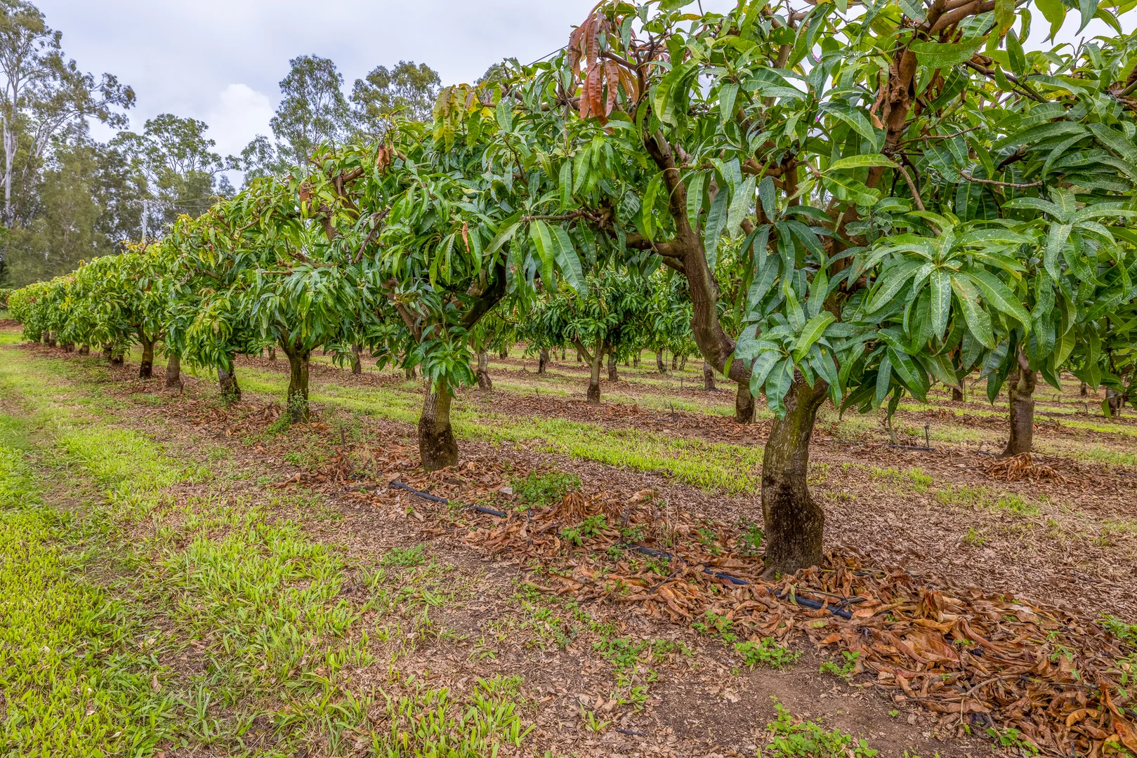 Additional image 42 of 86 Simpsons Road, Bullyard QLD 4671