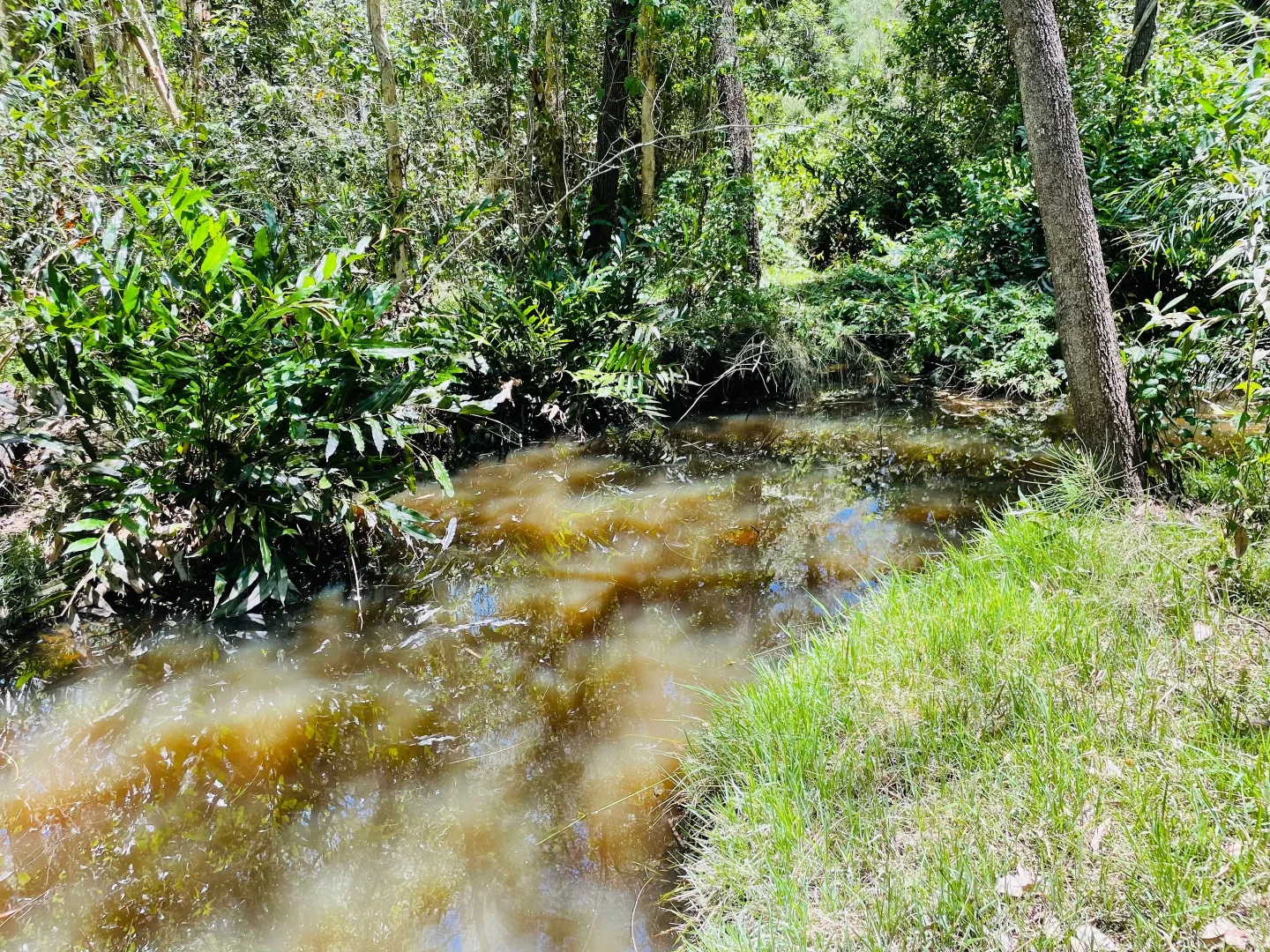 Additional image 9 of 264 Cooks Road, South Isis QLD 4660