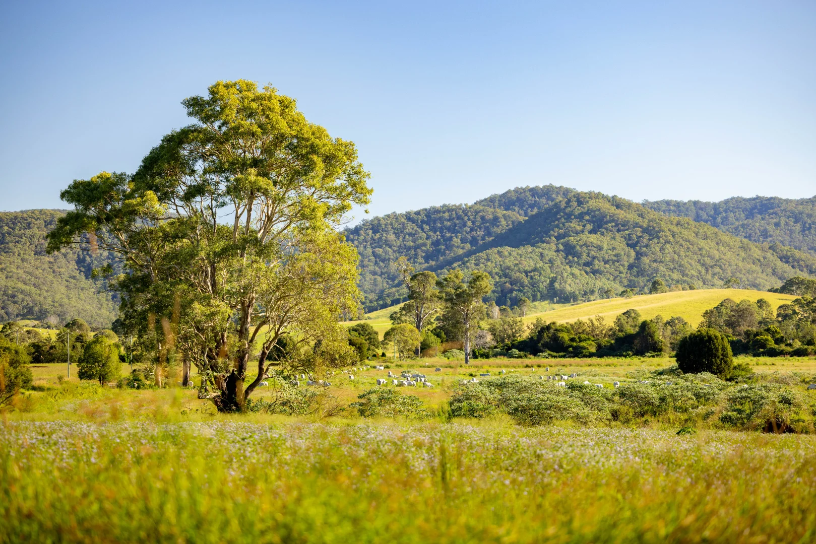Additional image 12 of 189 (Lot 33) Eastern Mary River Road, Conondale QLD 4552