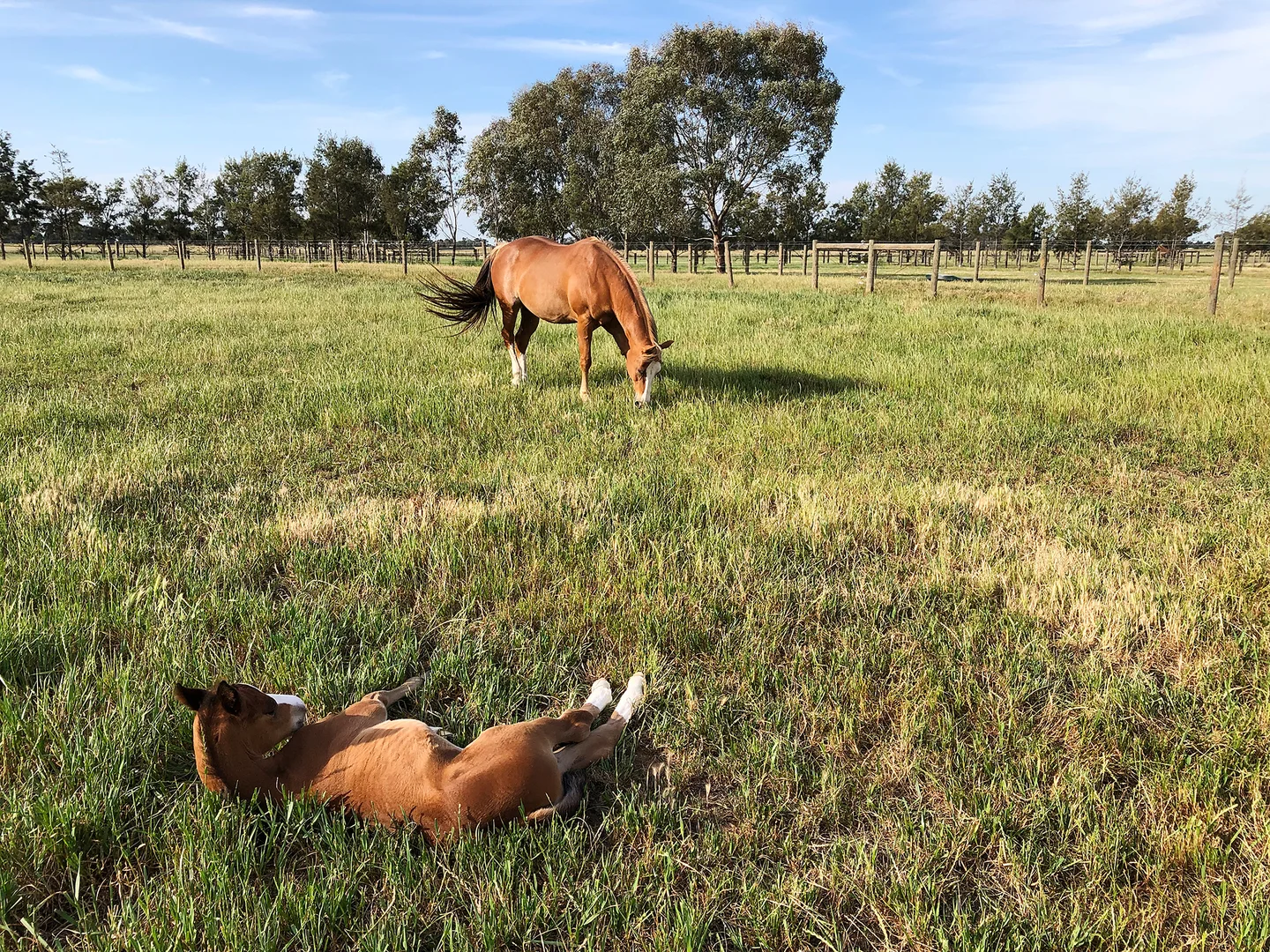 Additional image 26 of 2005 Henderson Road, Girgarre VIC 3624