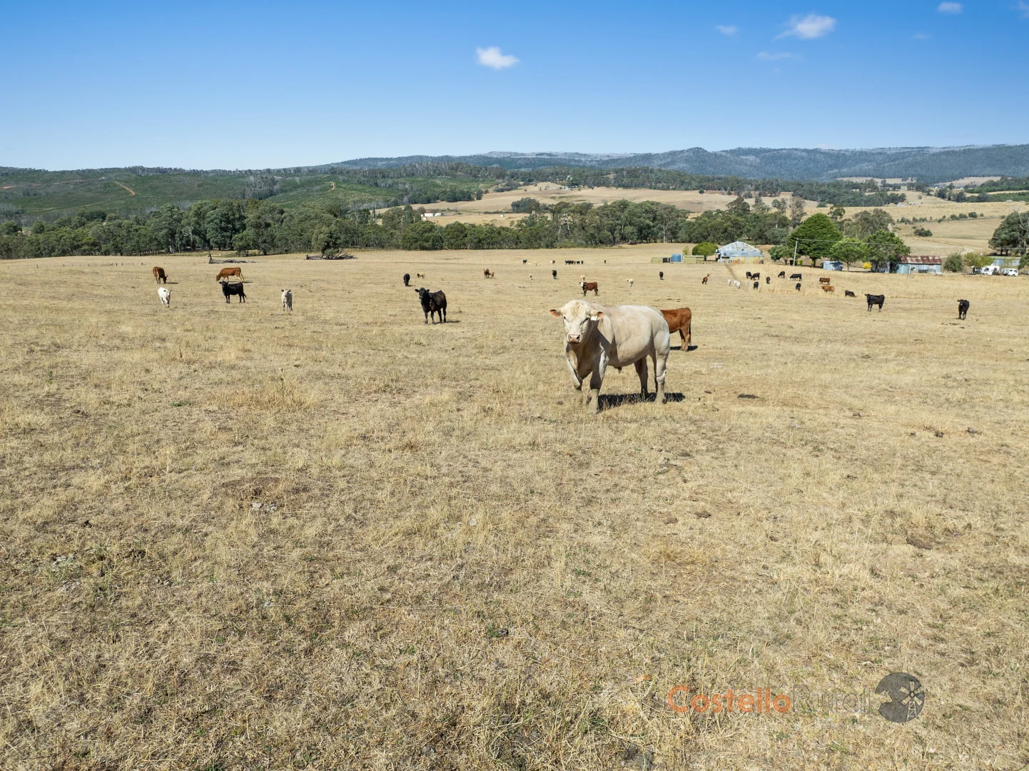 Additional image 2 of 195 Willigobung Road, Willigobung NSW 2653