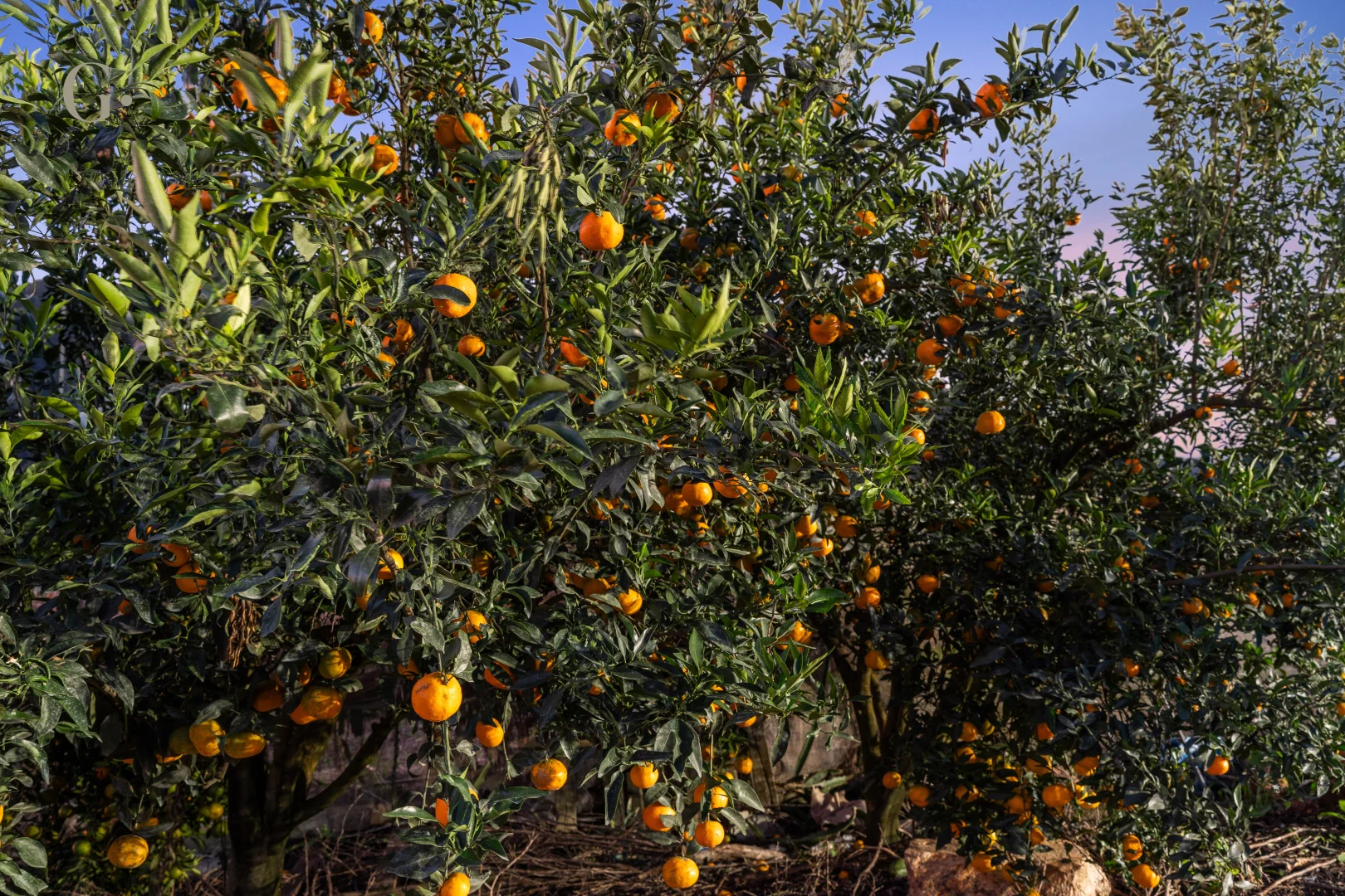 Additional image 32 of 1207 Kandanga Creek Road, Upper Kandanga QLD 4570