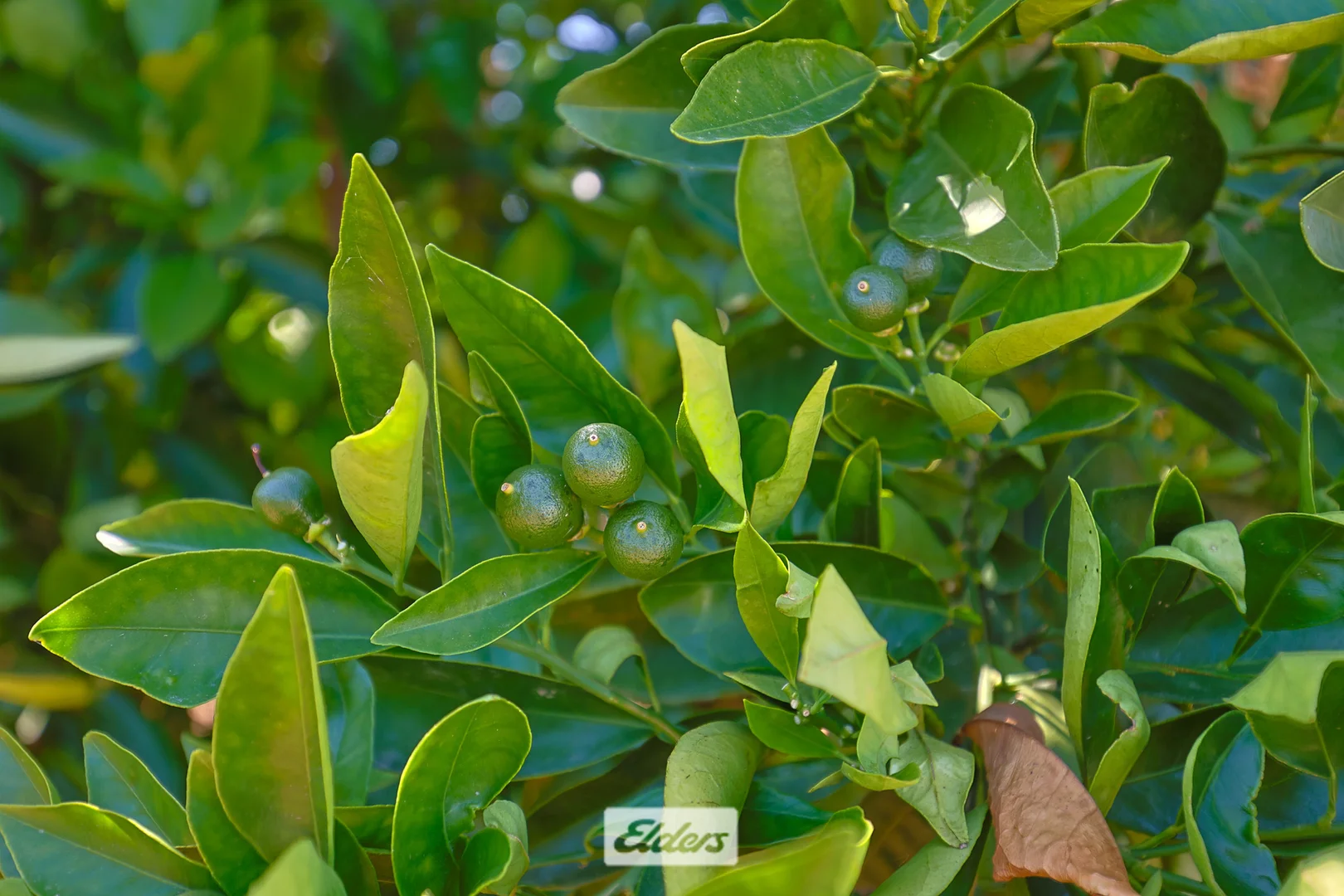 Additional image 3 of 310 Delta Road, Curlwaa NSW 2648