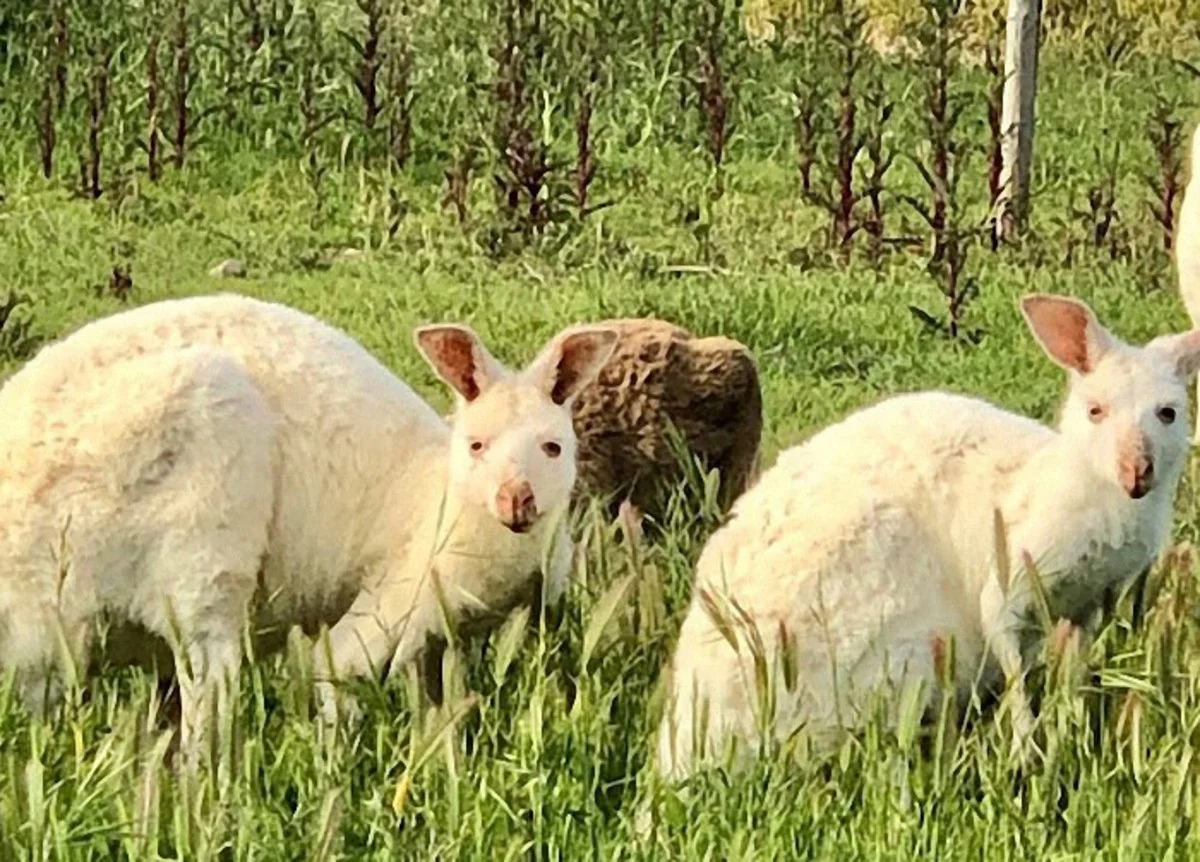 Additional image 12 of 45 Densley Avenue, Bordertown SA 5268