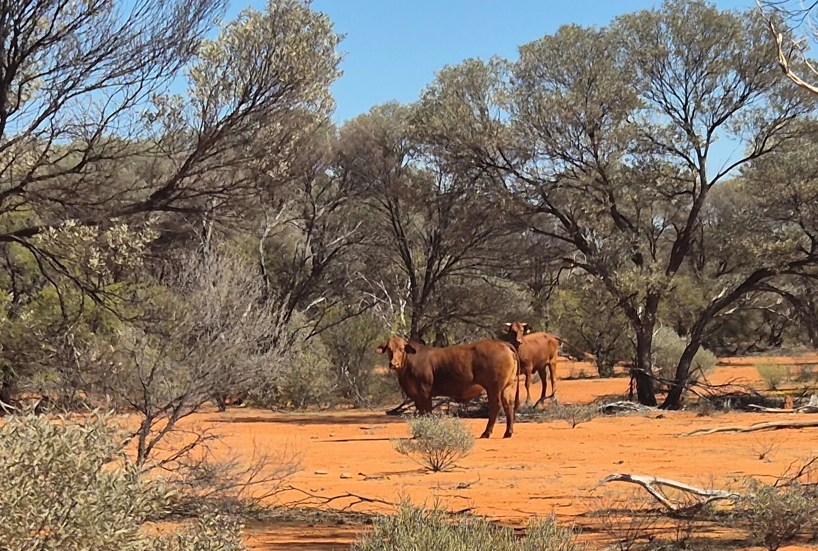 Additional image 5 of Mount Magnet - Sandstone Road, Mount Magnet WA 6638