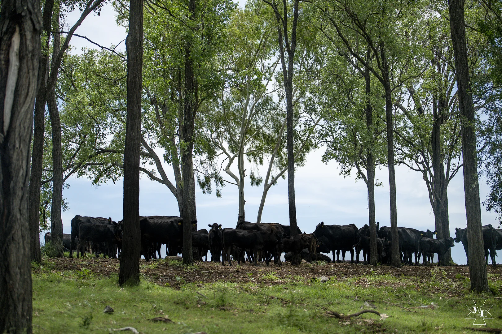 Additional image 5 of Gayndah QLD 4625