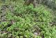 Additional image 11 of Waungilwen, Drefach-Velindre SA44