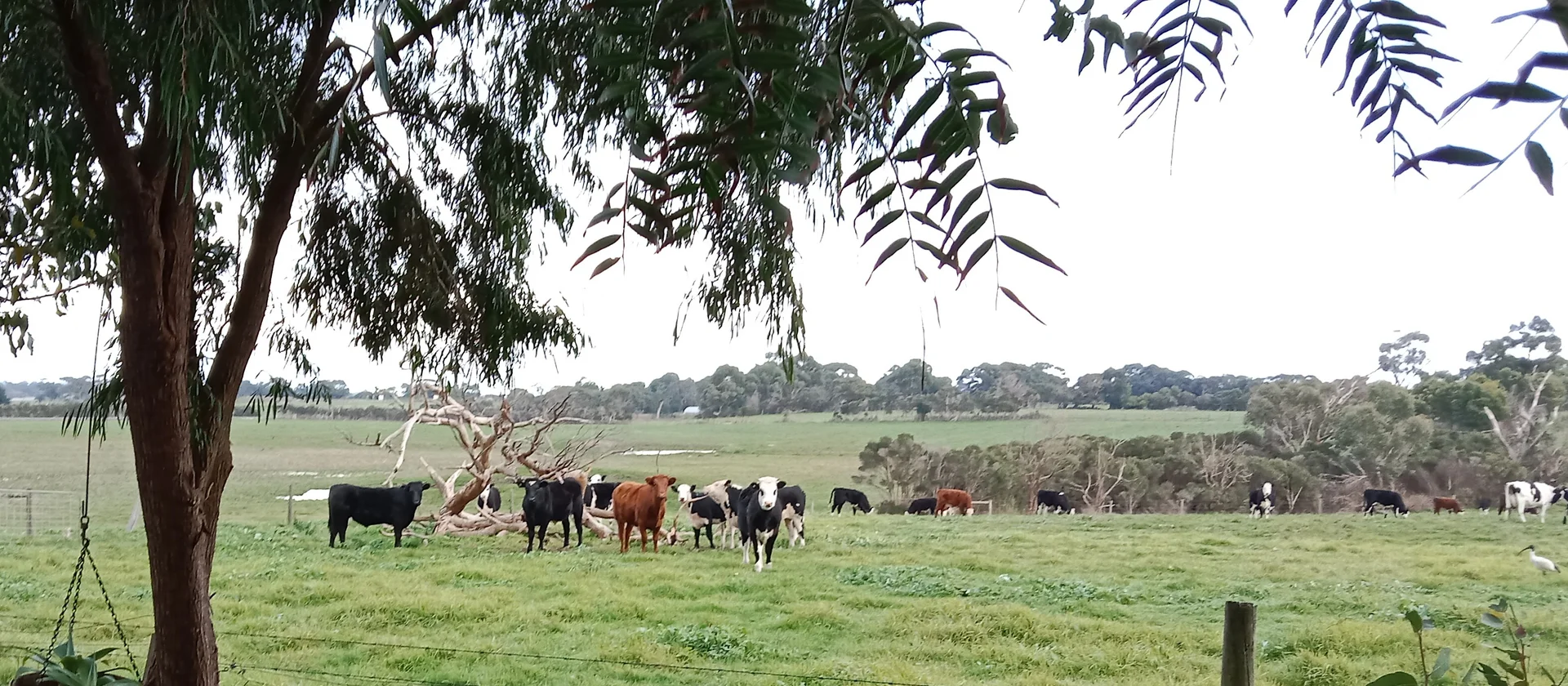 Additional image 25 of 31 Bayview Avenue, Tenby Point VIC 3984