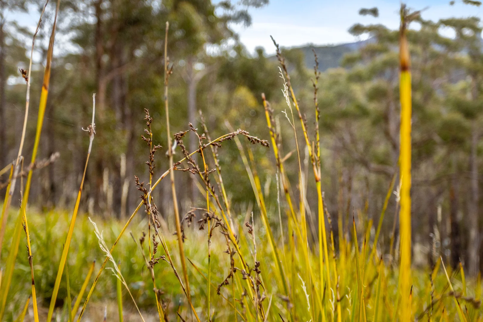 Additional image 12 of 90 Hackford Drive, Kingston TAS 7050