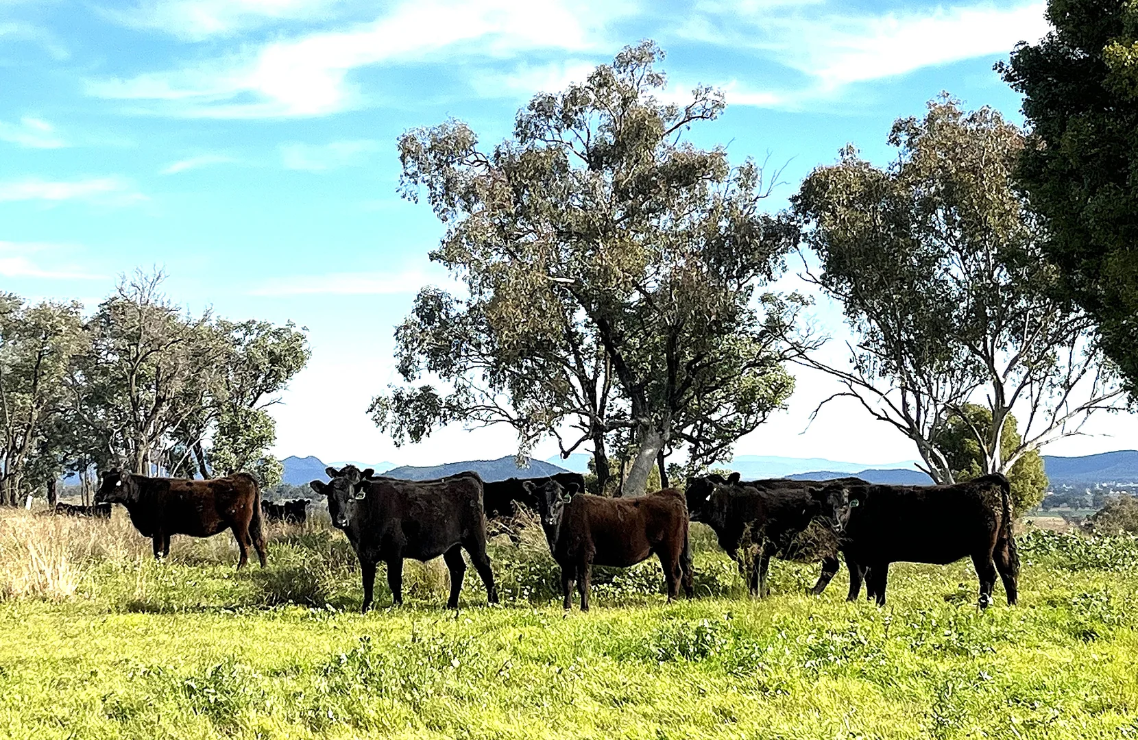 Additional image 3 of "Thirlmere" 450 Bridges Road, Gunnedah NSW 2380