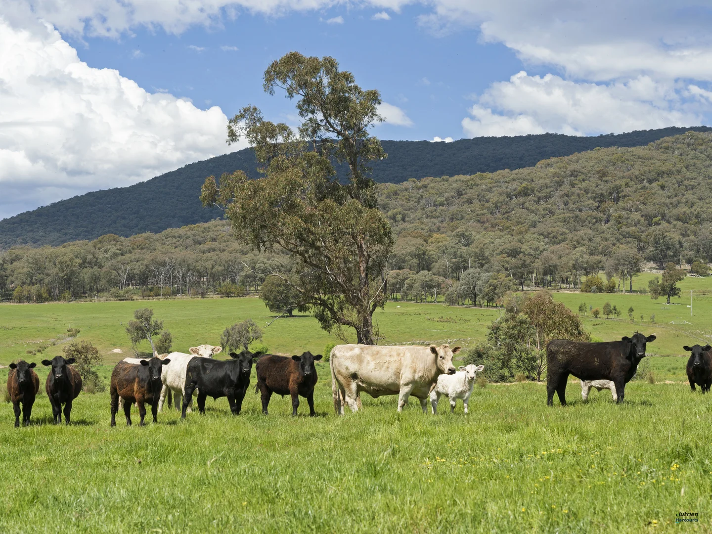 Additional image 20 of 84 Heaney Road, Lima East VIC 3673