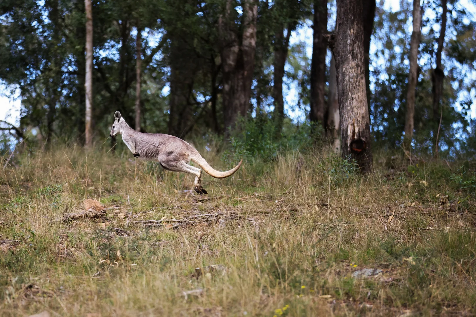 Additional image 47 of 159 Donalds Range Road, Razorback NSW 2571