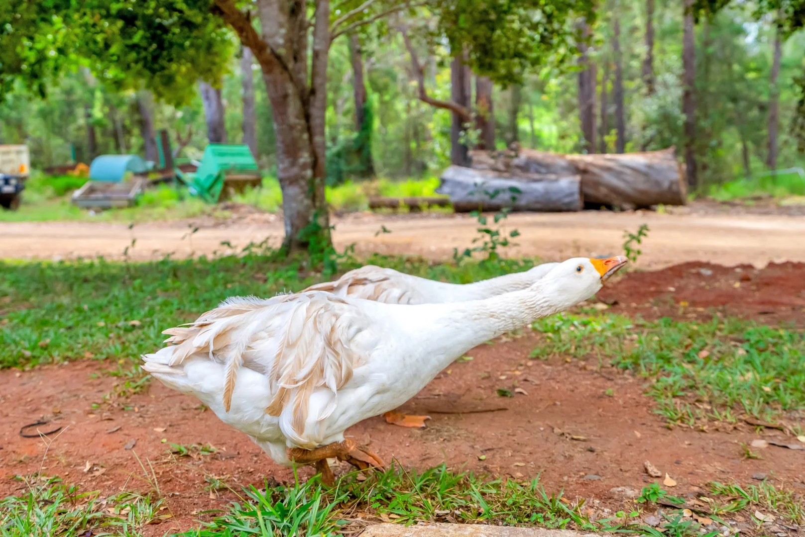 Additional image 37 of Lot 83 Chester Road, Wondecla QLD 4887