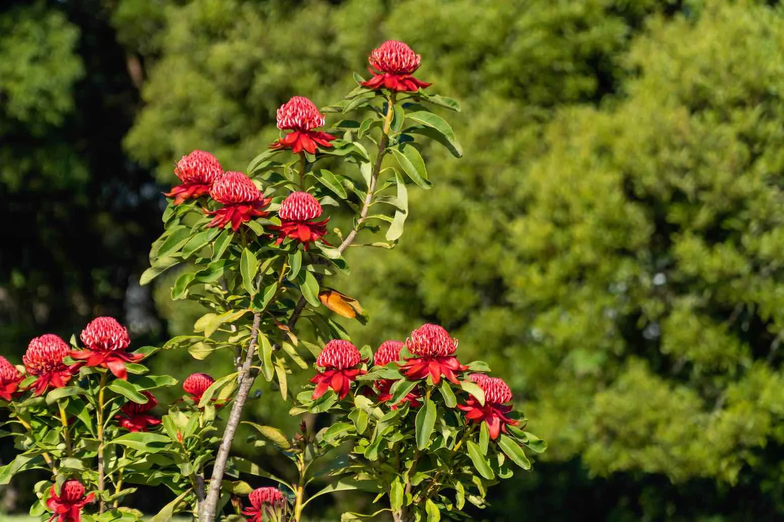 Additional image 8 of 5 Pound Road, Beech Forest VIC 3237