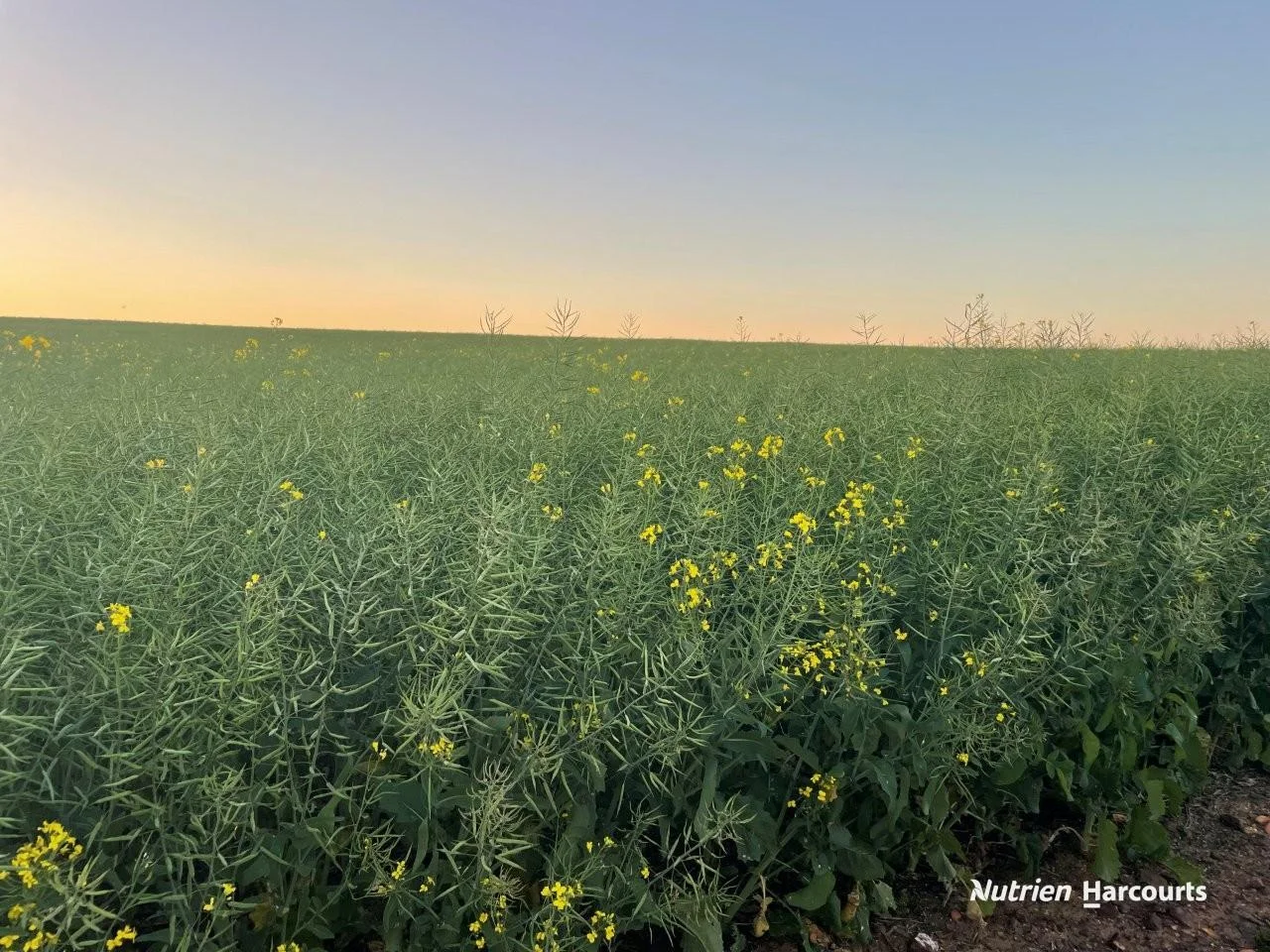 Additional image 11 of Lot 4 Larard Road, Sandy Gully WA 6535