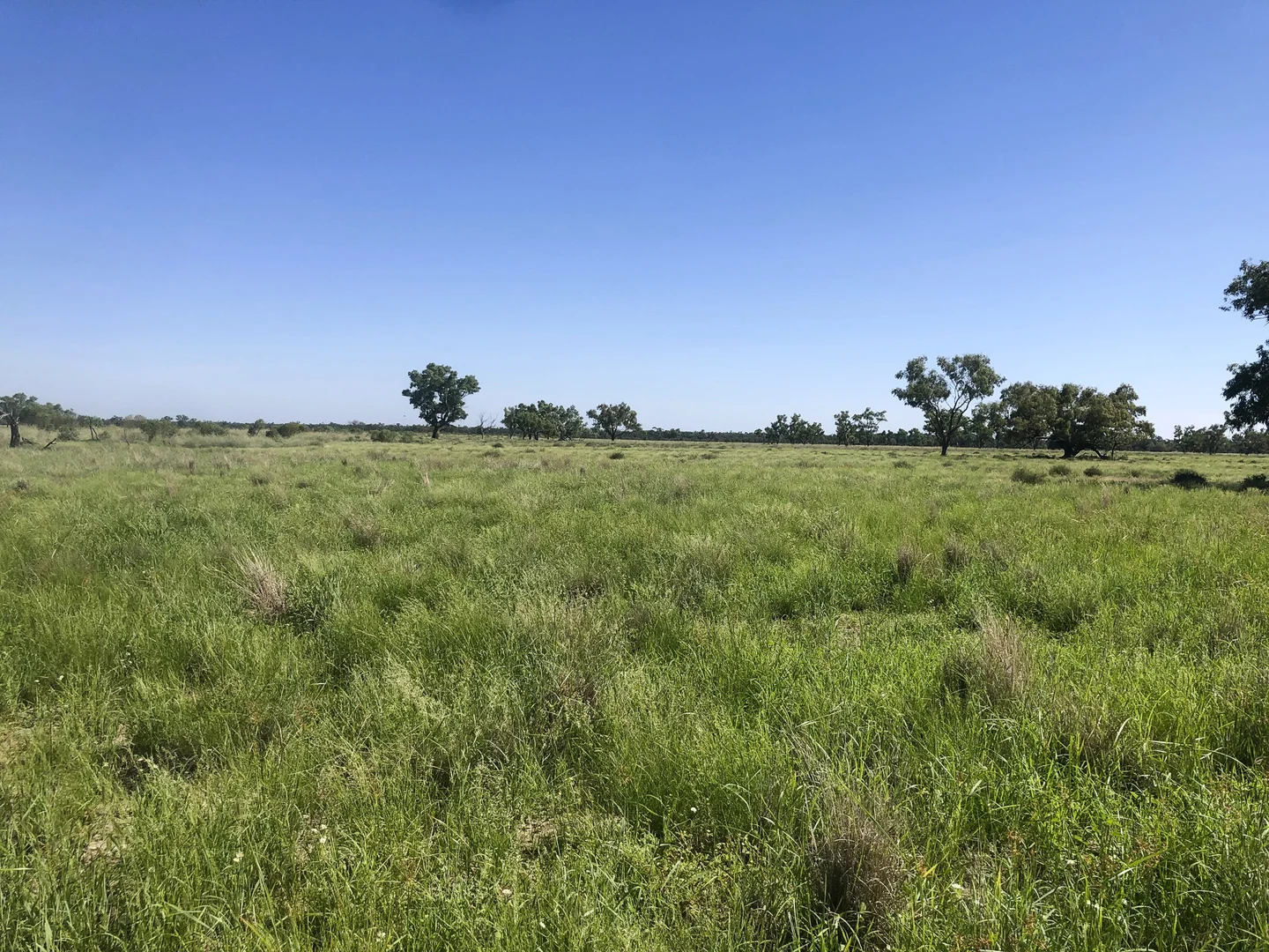 Additional image 8 of 318 Barringun Road, Barringun QLD 4490