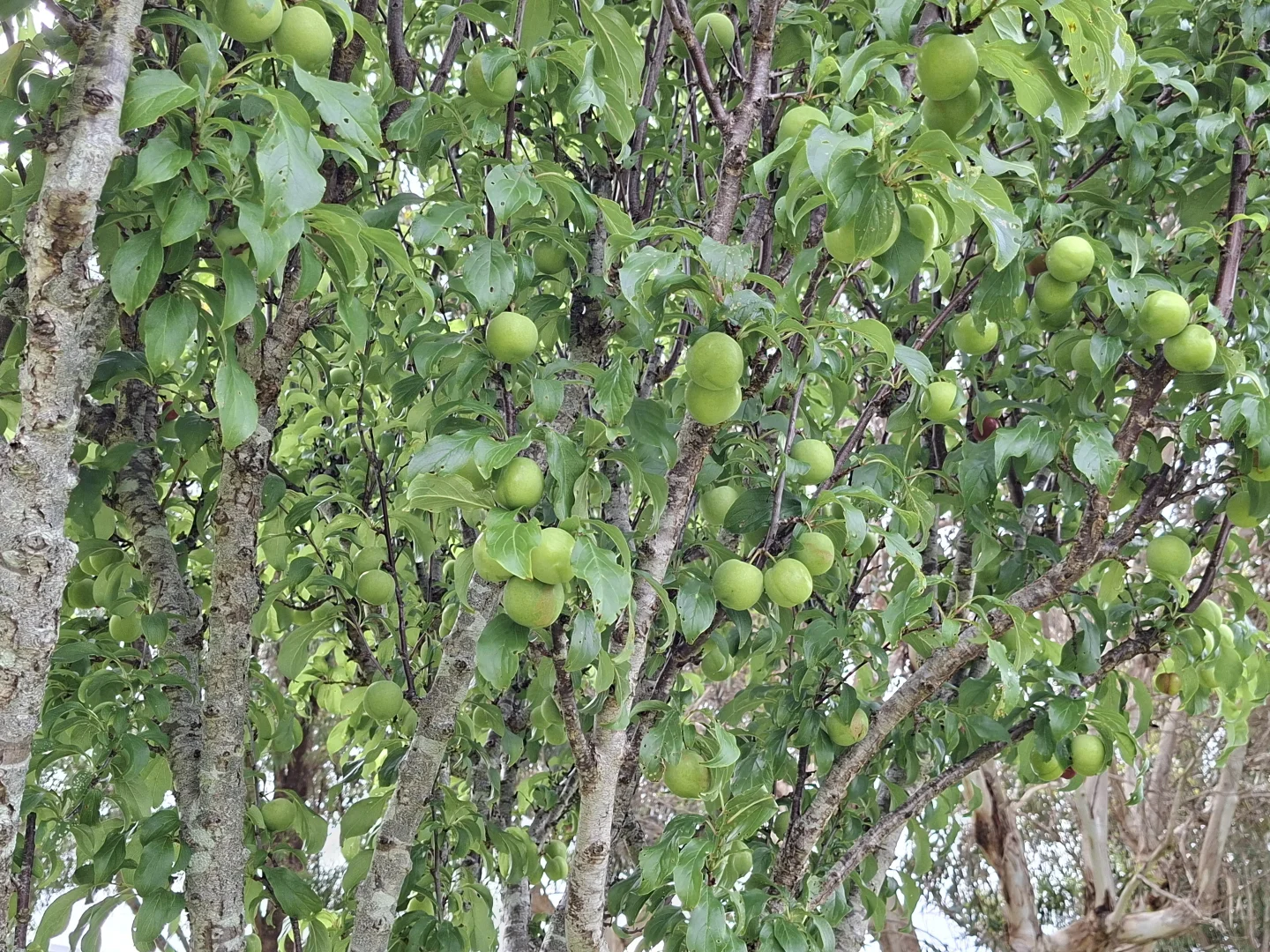 Additional image 33 of 38491 South Western Highway, Broke WA 6398