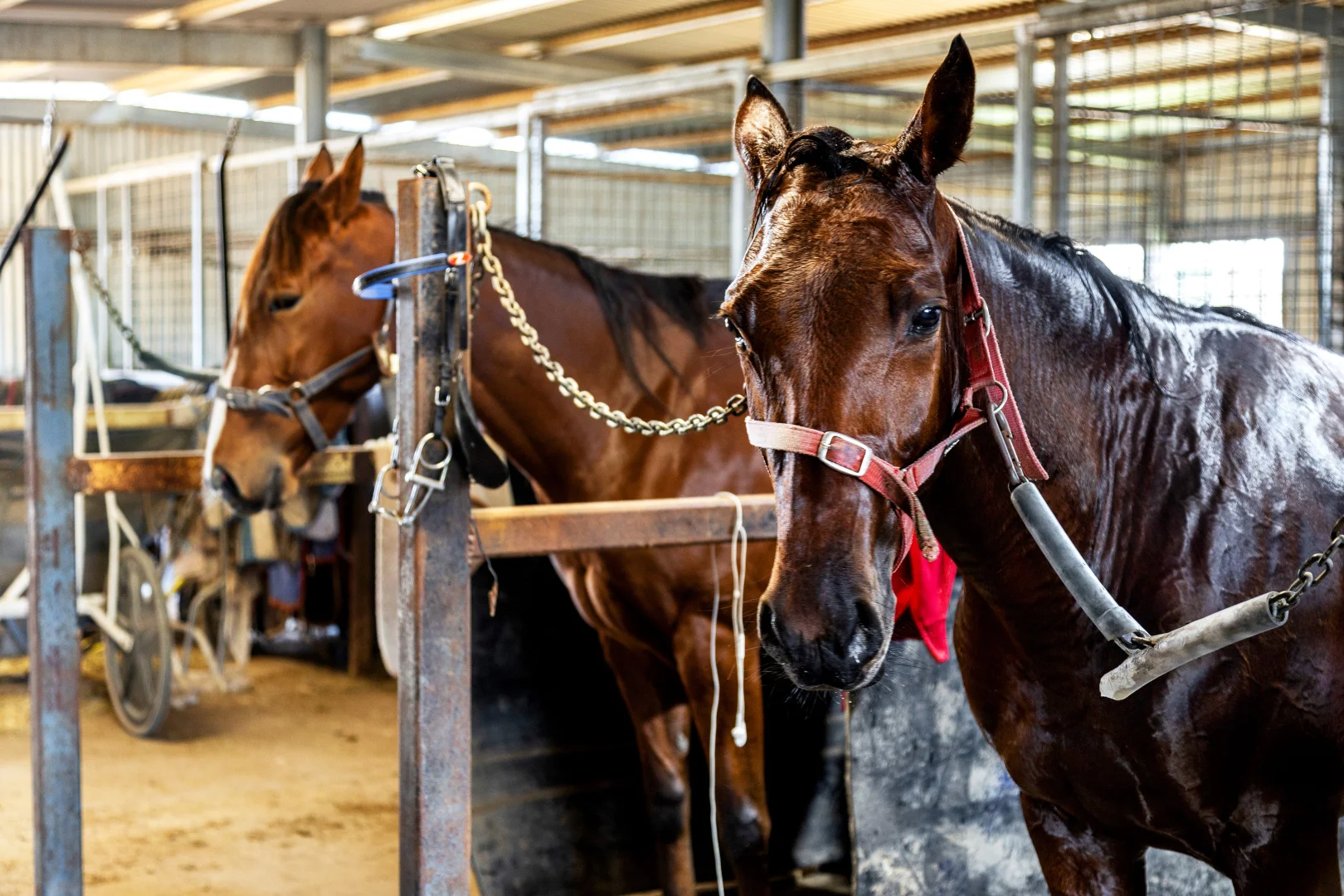 Additional image 14 of 61 Wiggins Road, Mitchell Park VIC 3355