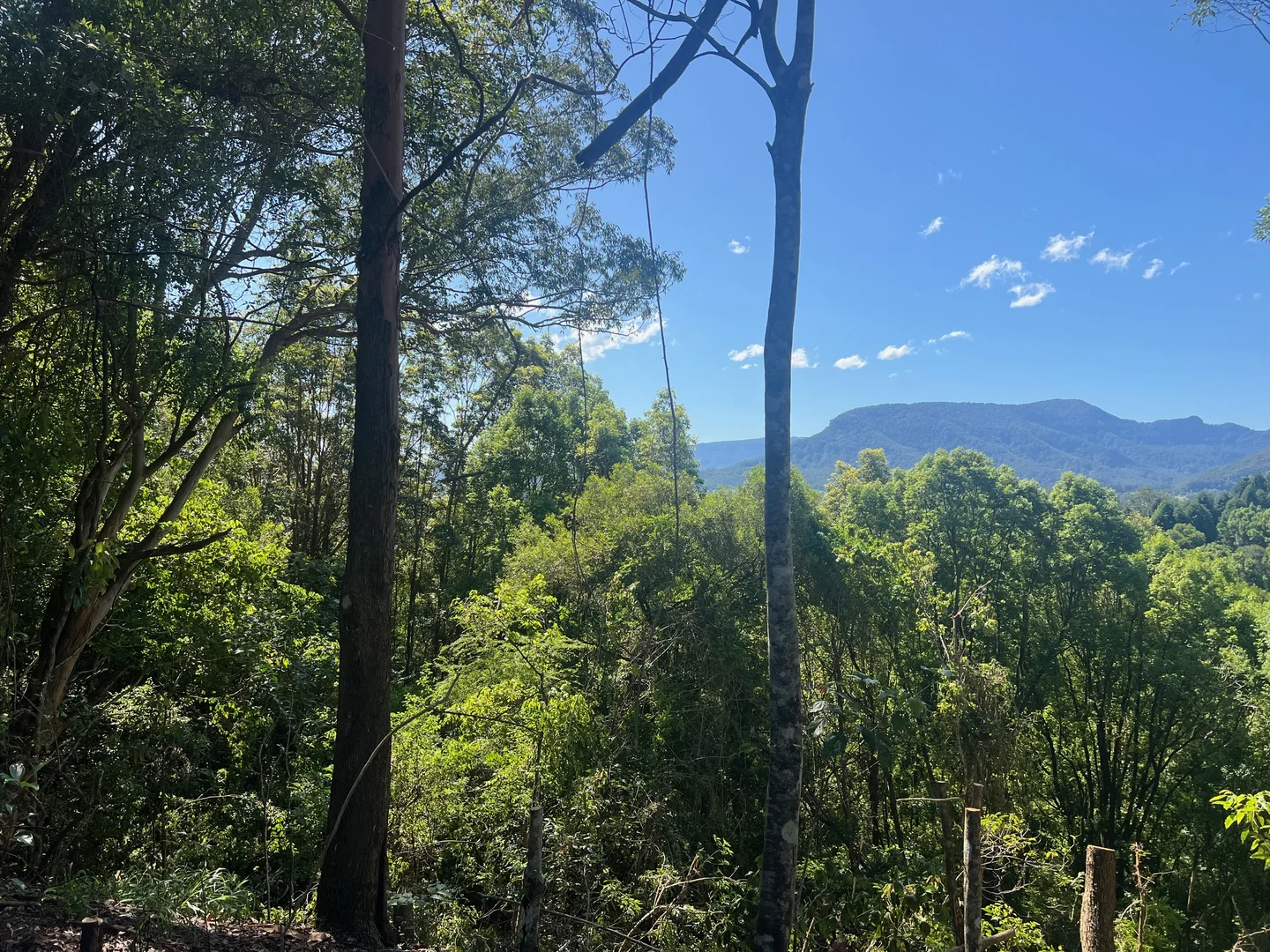 Additional image 6 of Lot 8, 345 Tuntable Falls Road, Nimbin NSW 2480