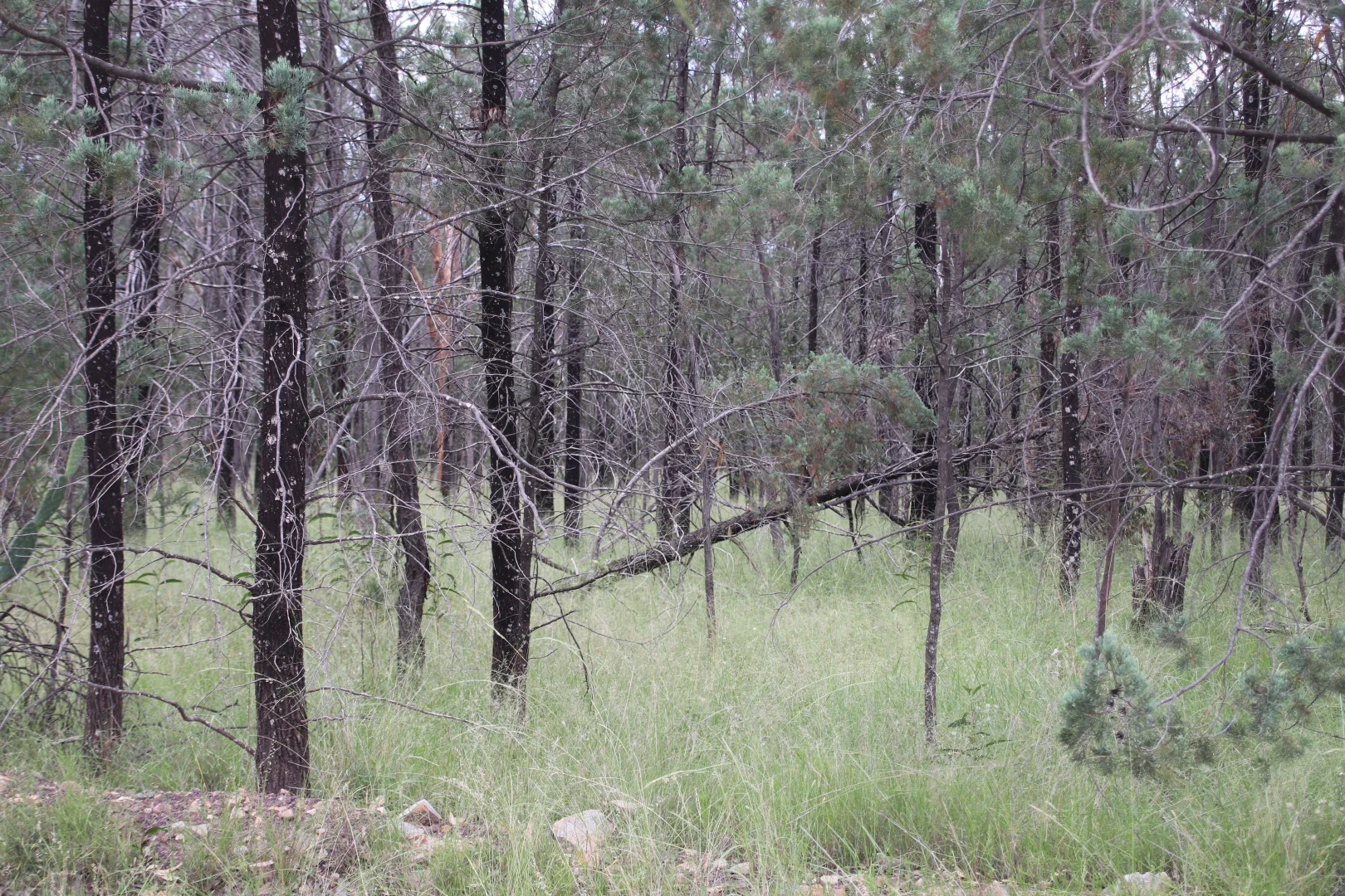 Additional image 21 of Lots 1 & N Yagaburne-Boondandilla Road, Boondandilla QLD 4406