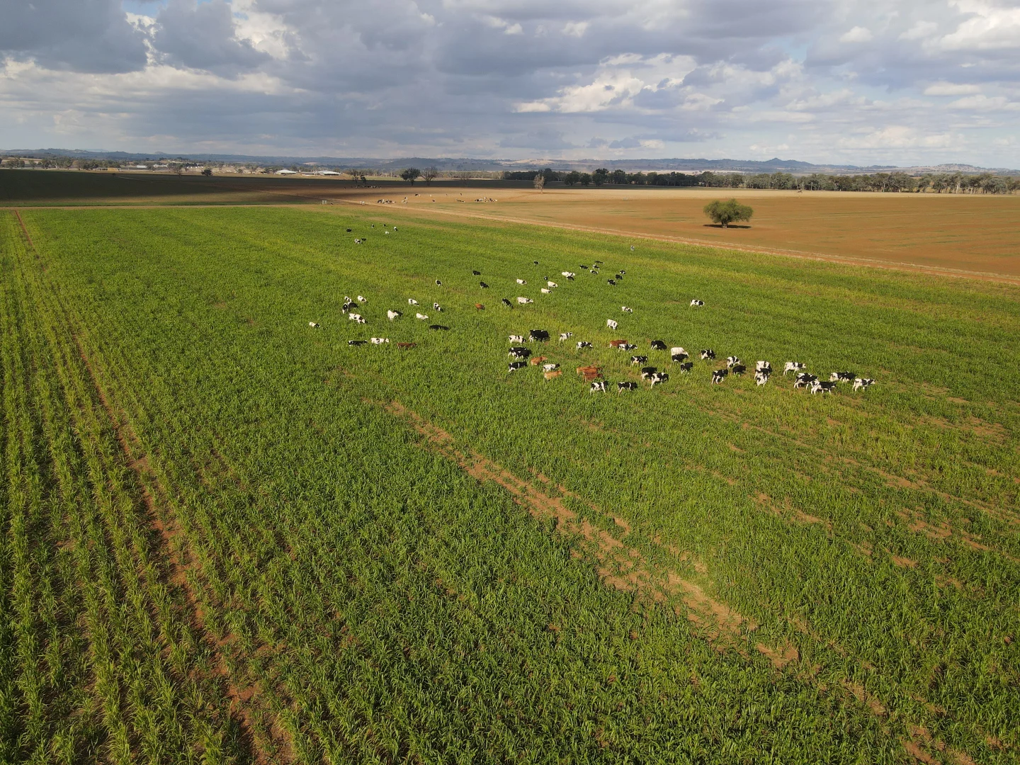 Additional image 38 of 448 Nangar Road, Canowindra NSW 2804