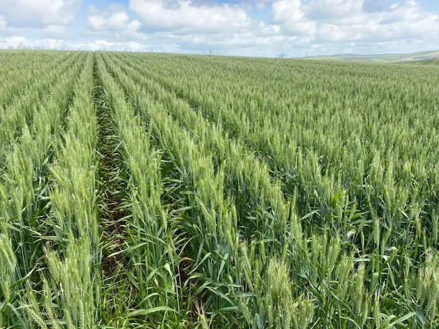 Additional image 20 of Lot 5 McAvaney Lane, Whites Flat SA 5607