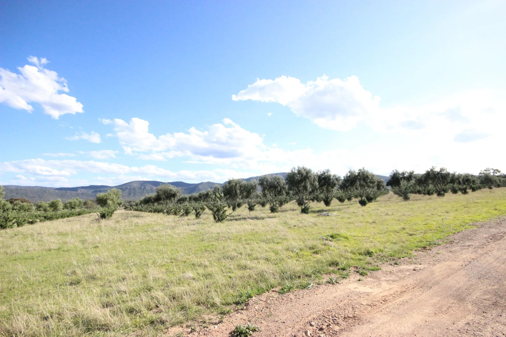 Additional image 41 of 207 Redmanvale Road, Jerrys Plains NSW 2330