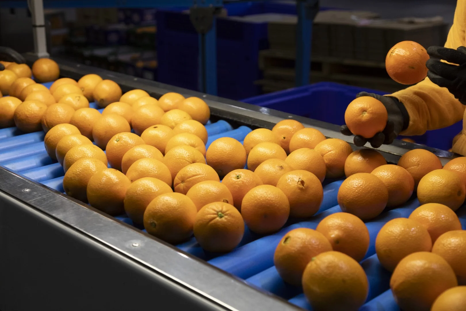 Additional image 19 of 203 Payten Road, Corbie Hill NSW 2705