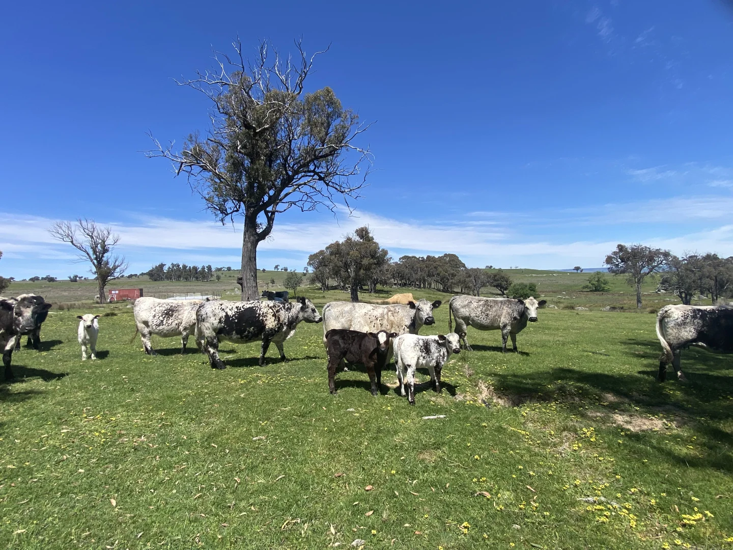 Additional image 3 of 1709 Bigga Road, Bigga NSW 2583