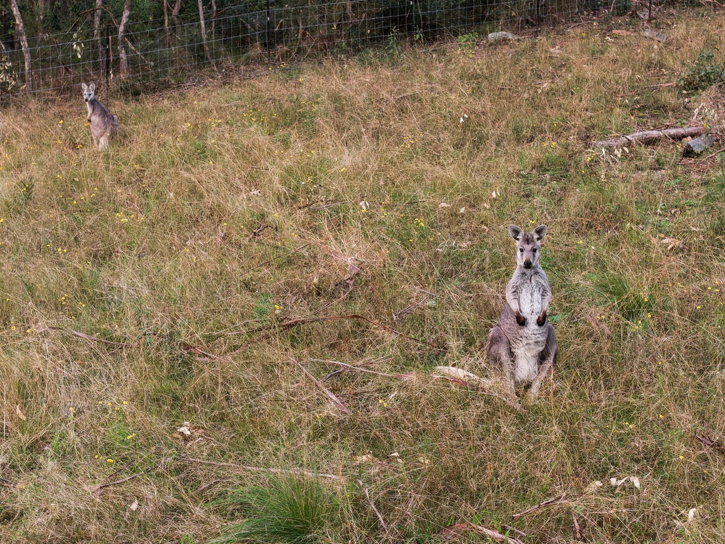 Additional image 19 of 159 Donalds Range Road, Razorback NSW 2571