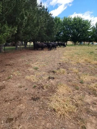 Additional image 19 of 564 Plains Road, Bungendore NSW 2621