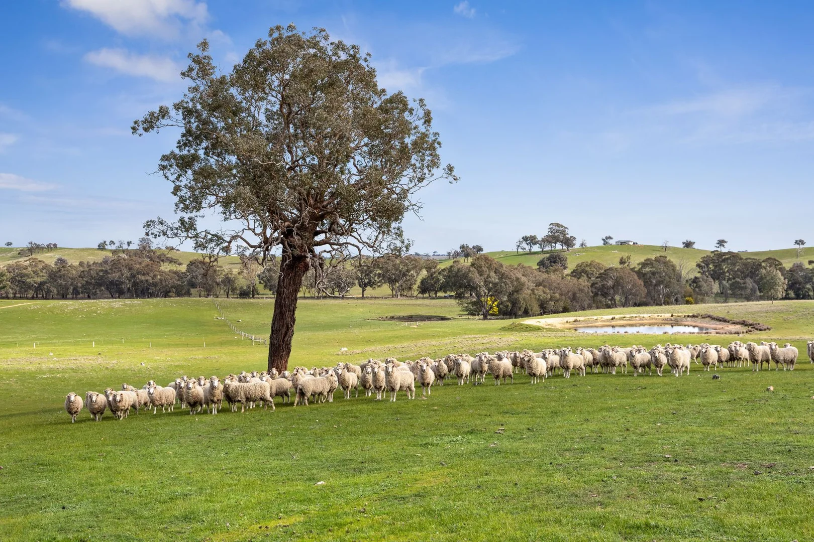 Additional image 5 of Parcels A & B Heathcote-Springs Plains & Wild Duck Roads, Mia Mia VIC 3444