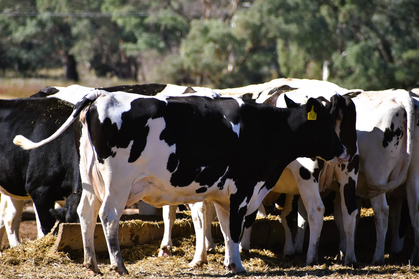 Additional image 29 of 448 Nangar Road, Canowindra NSW 2804