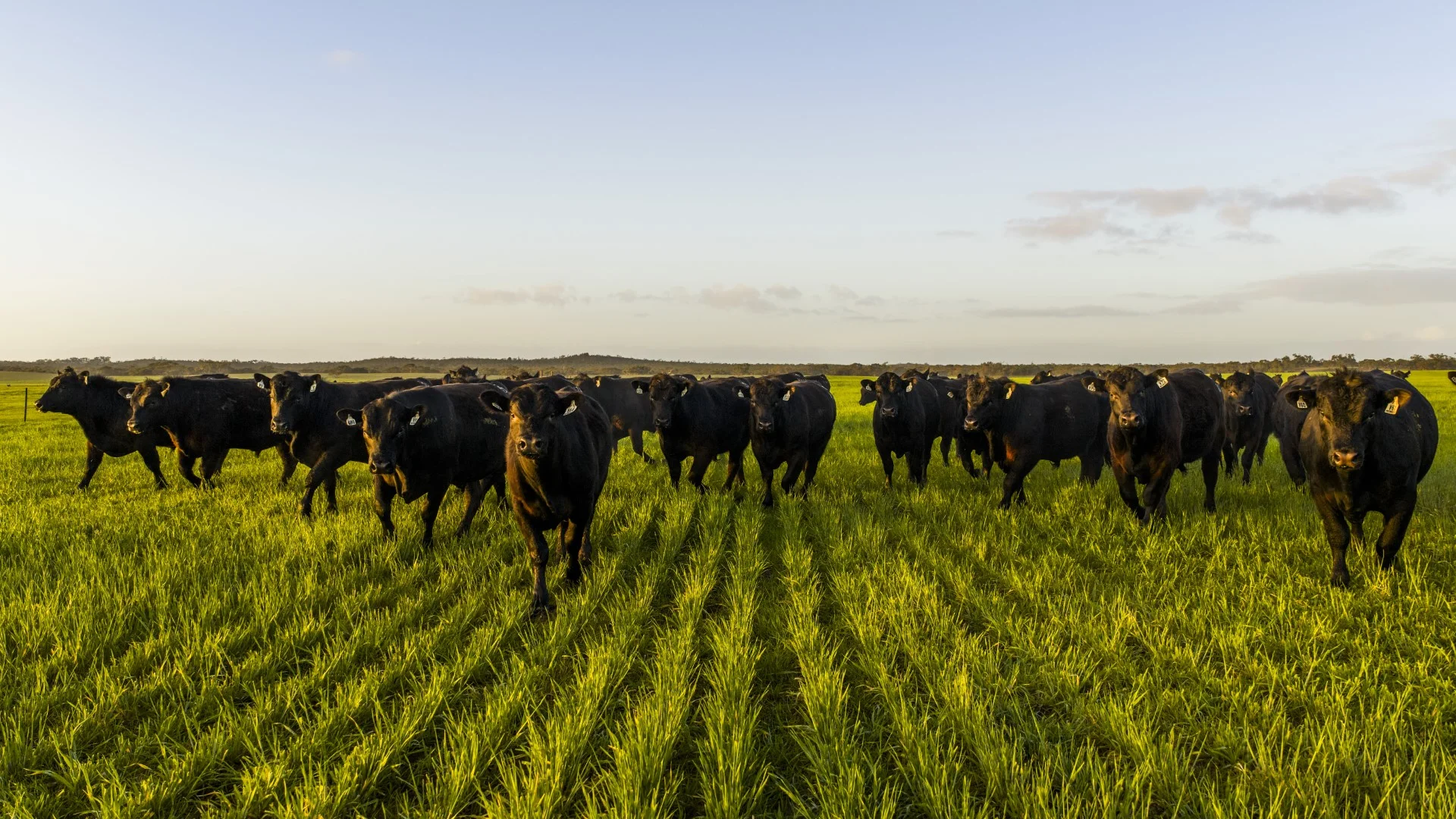 Additional image 2 of 1579 Chappel Road, Telopea Downs VIC 3420