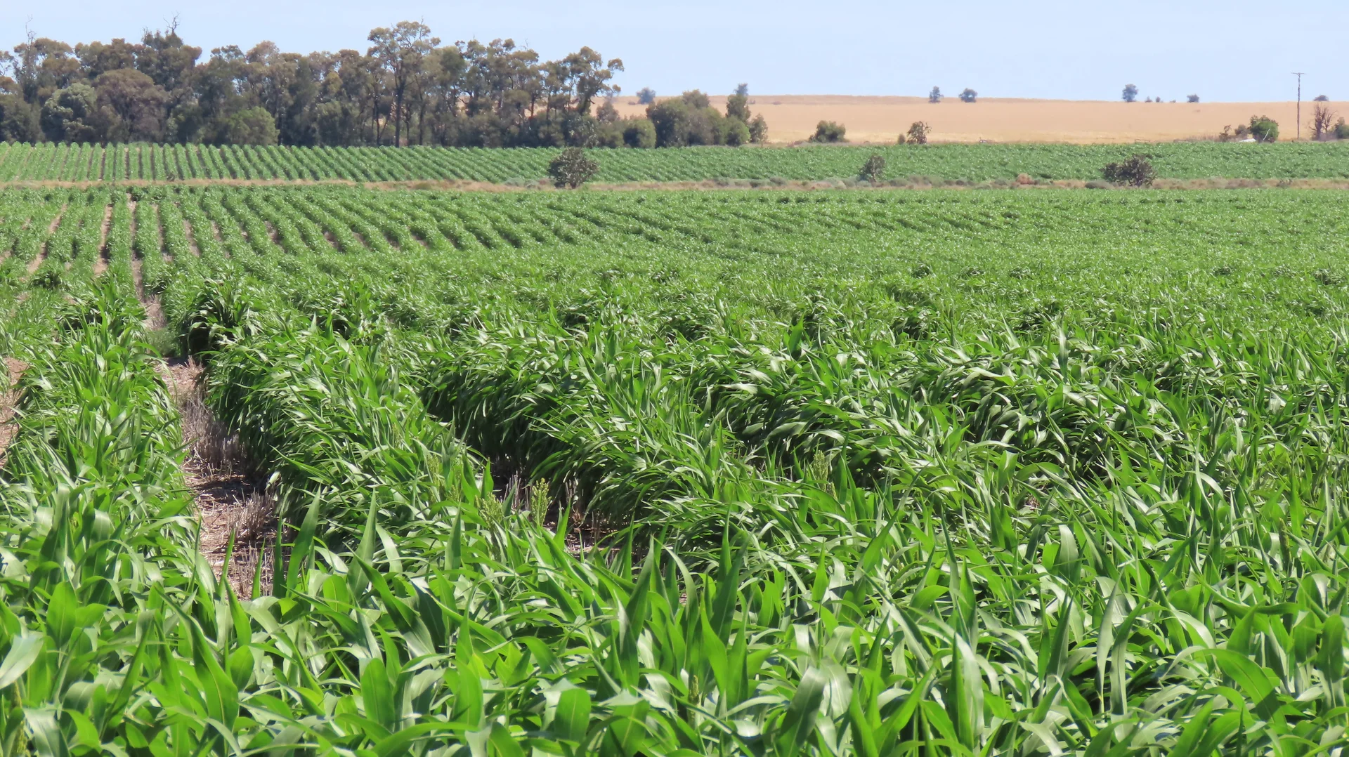 Additional image 6 of "Arrowfield"  648 Spinks Road, Goondiwindi QLD 4390